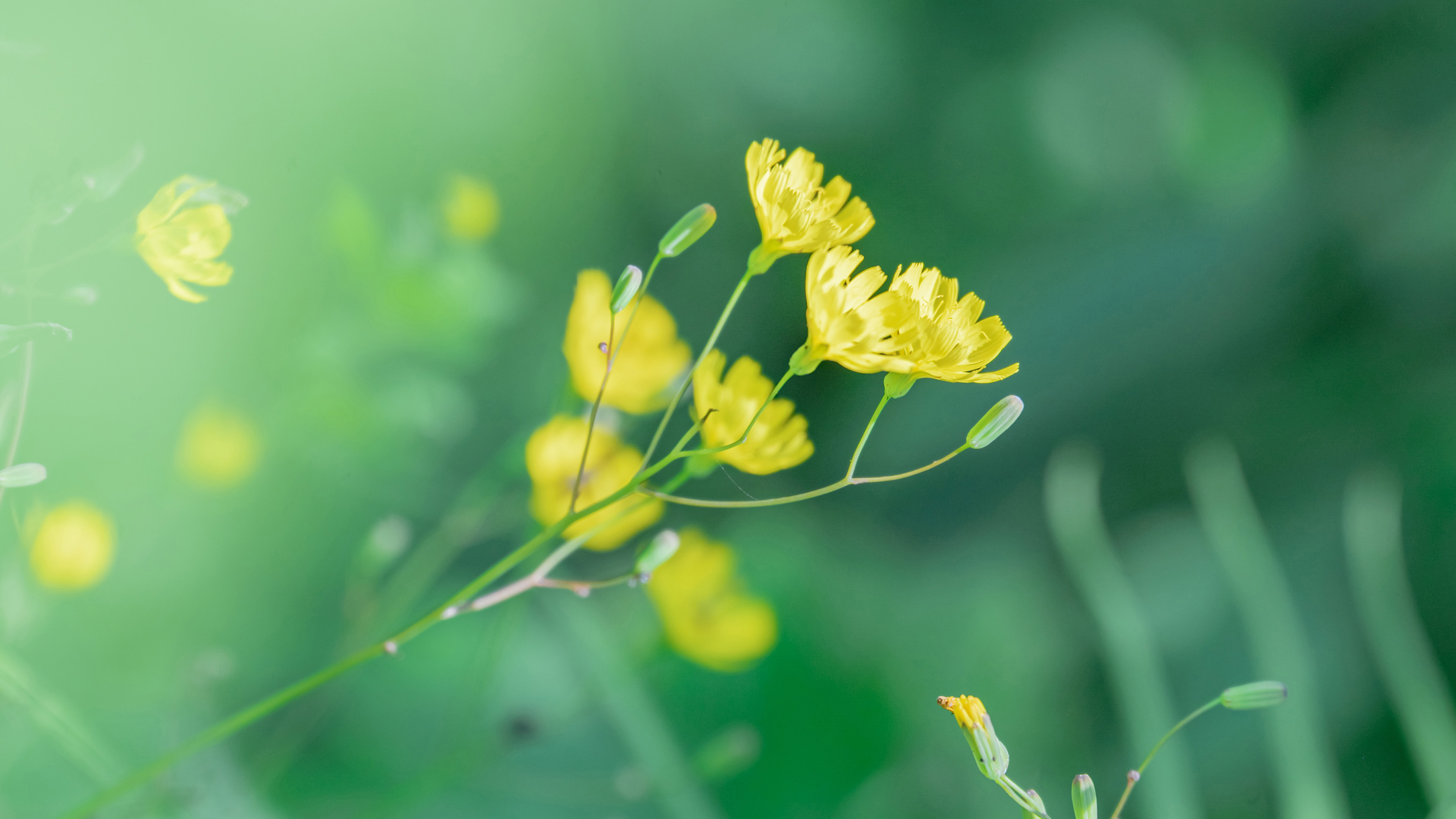 鸟语花香,小野花,清晨,生命