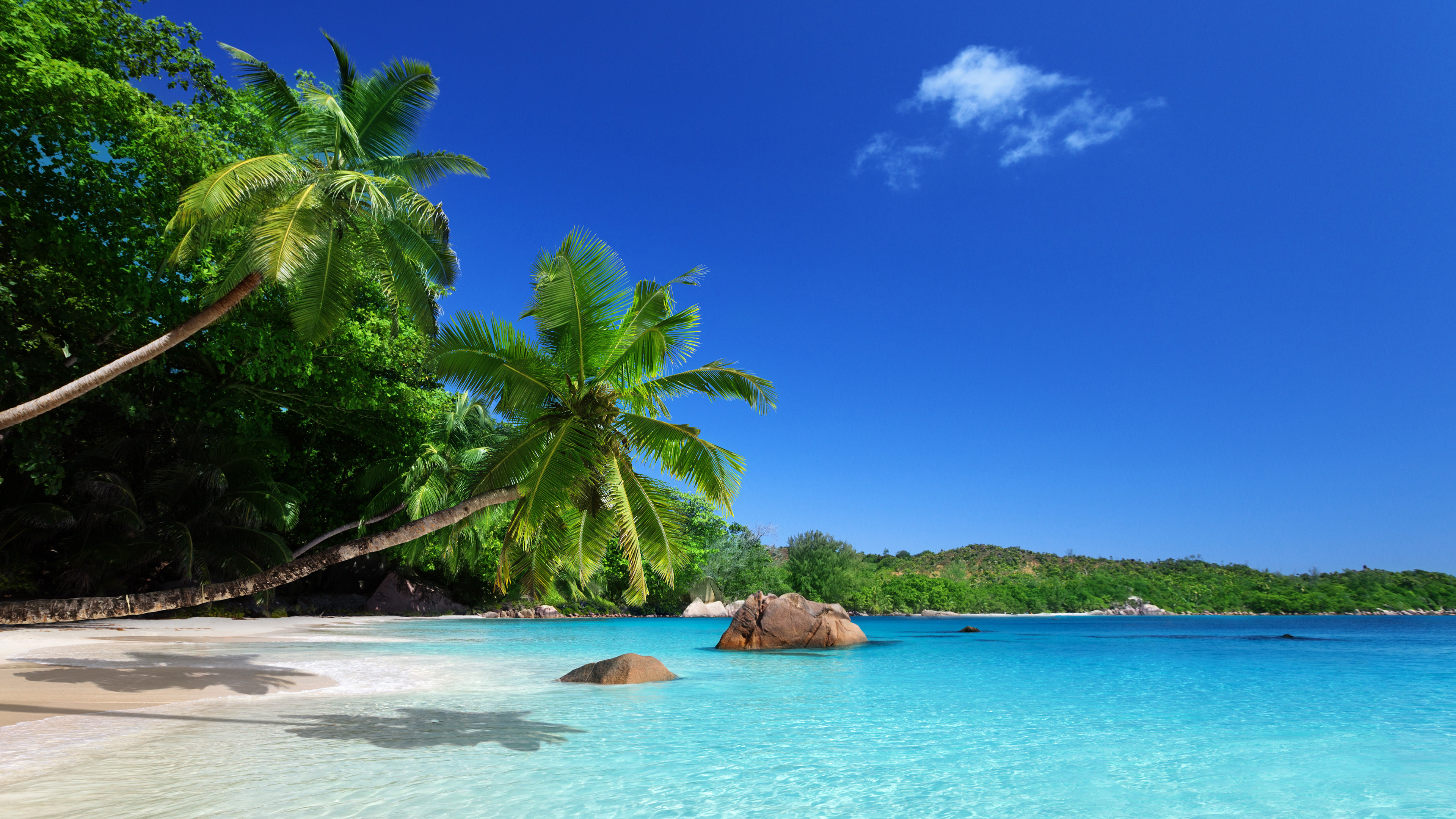 海洋天堂,海滩,椰树,晴空