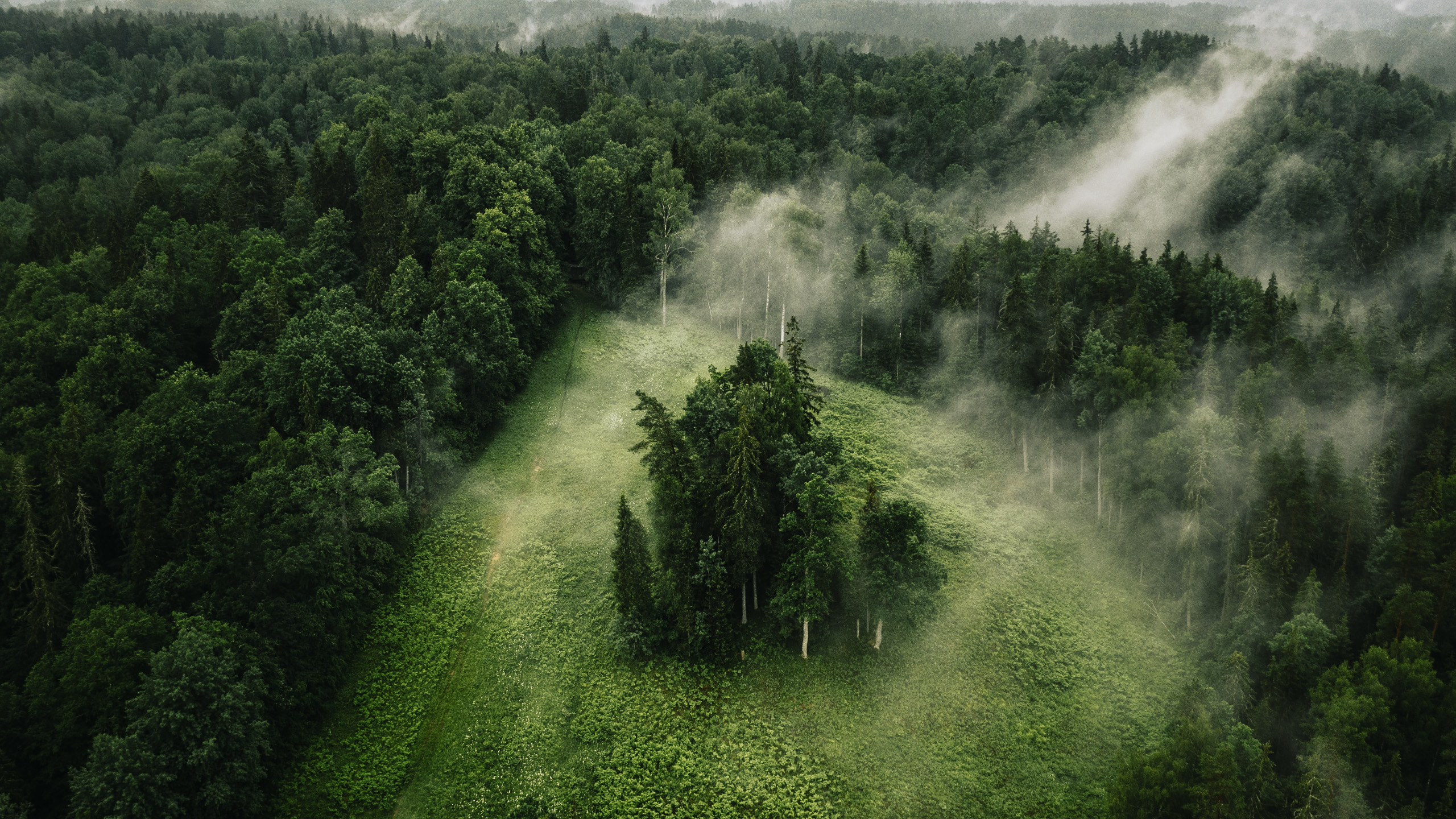 自然风光,树林,迷雾,森林
