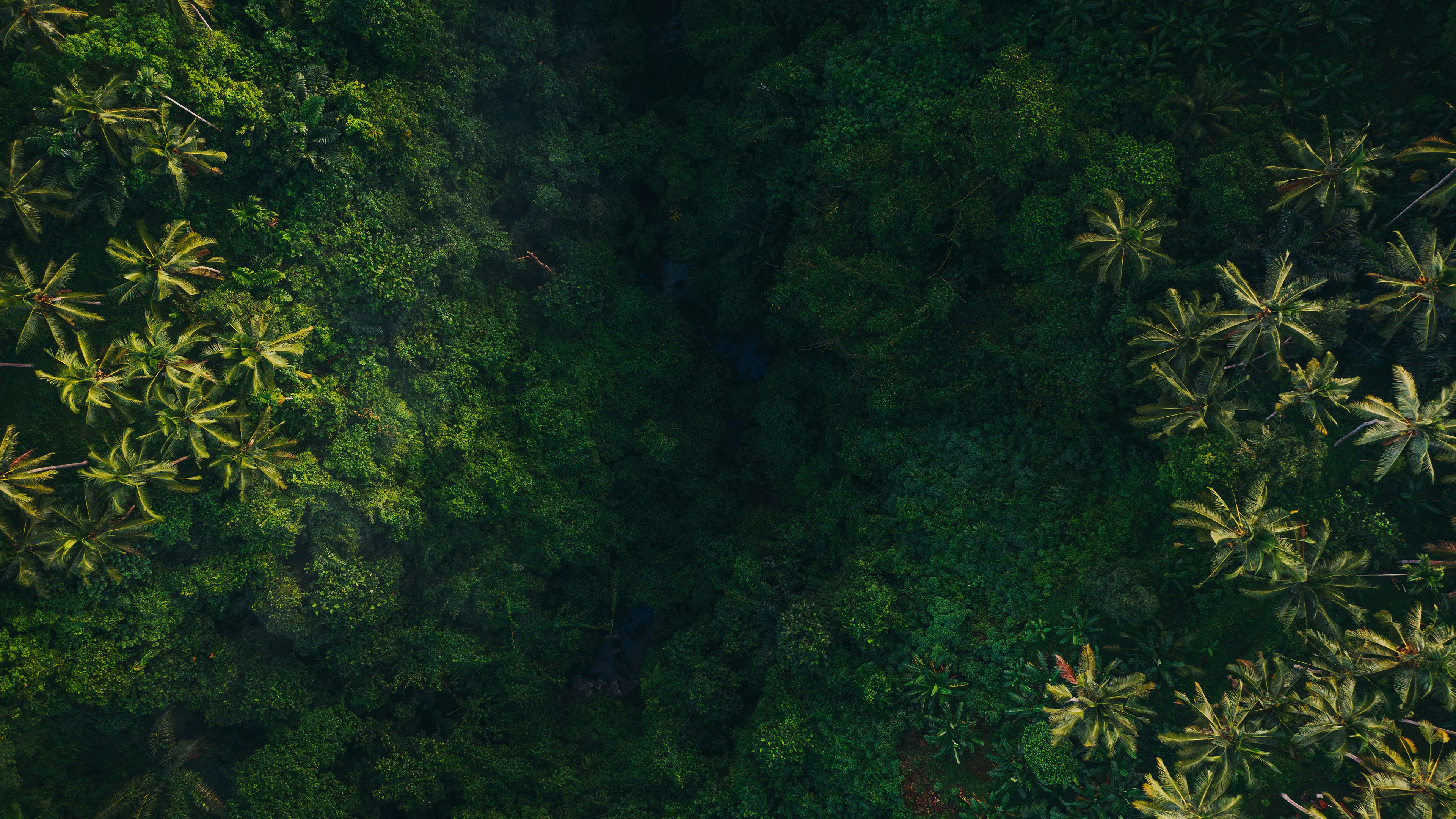 森林,树林,绿色,护眼