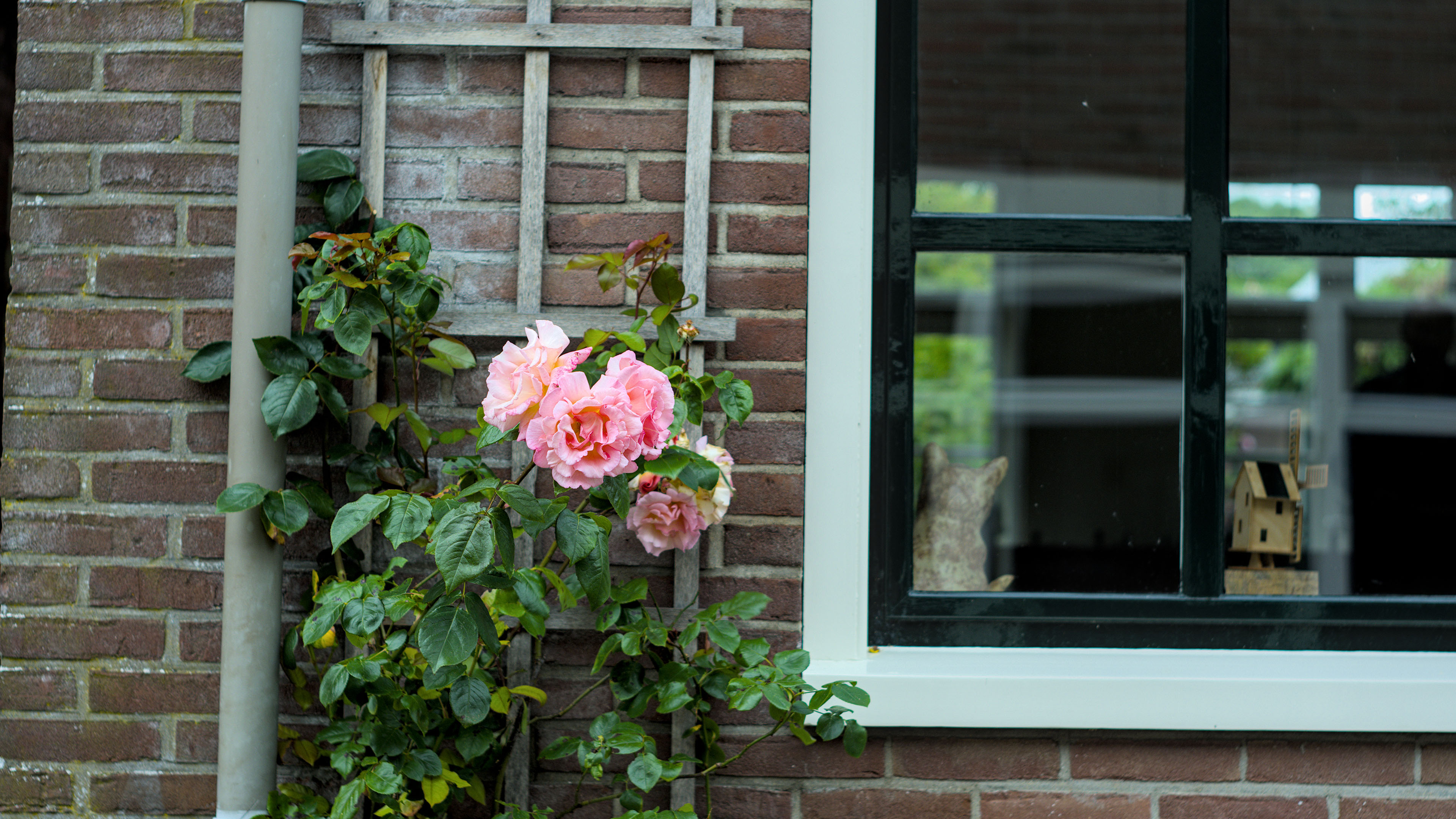 娇艳欲滴,月季,红花