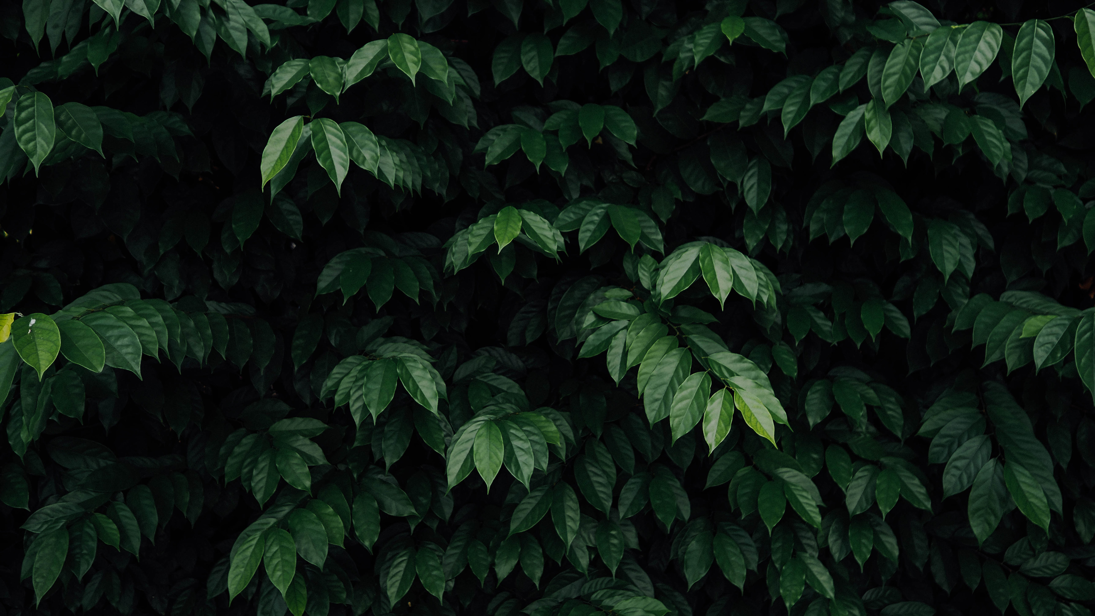 护眼壁纸,树叶,翠绿