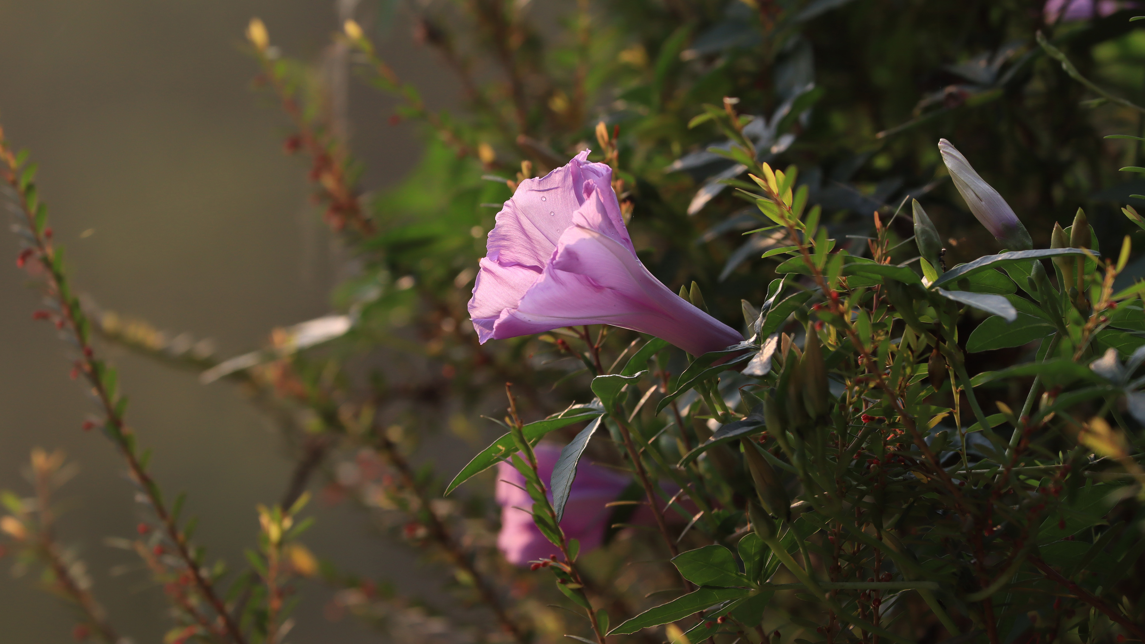 娇艳欲滴,花朵,草丛