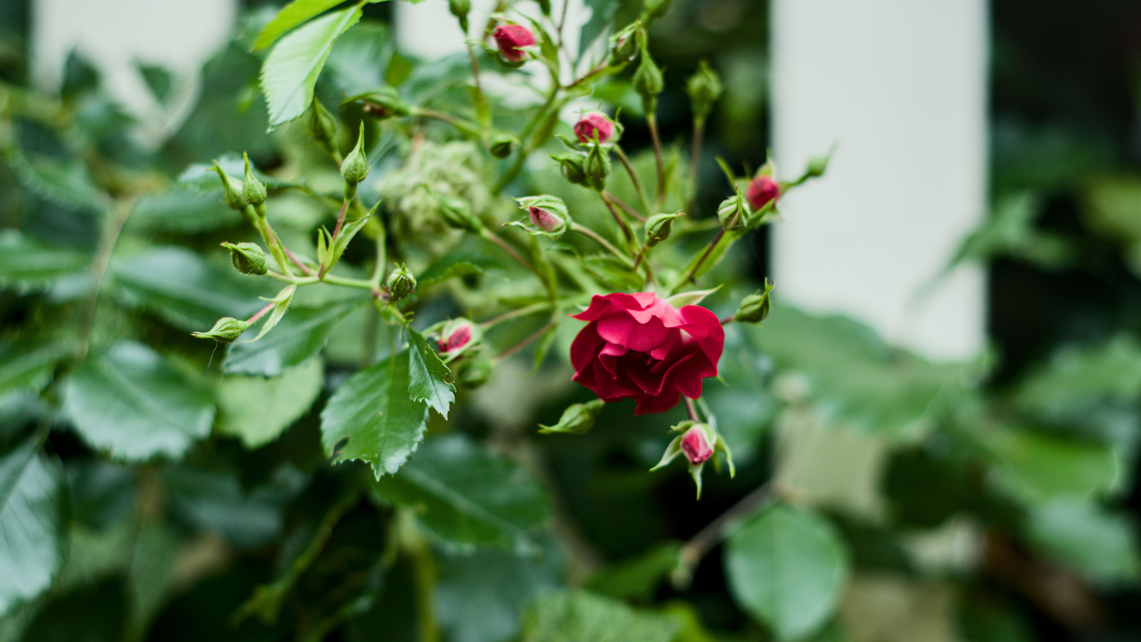 娇艳欲滴,月季,花蕾