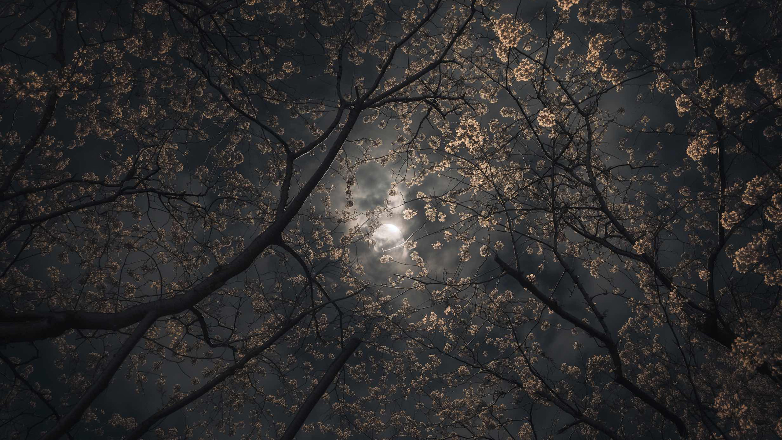 树林,天空,仰望,花海