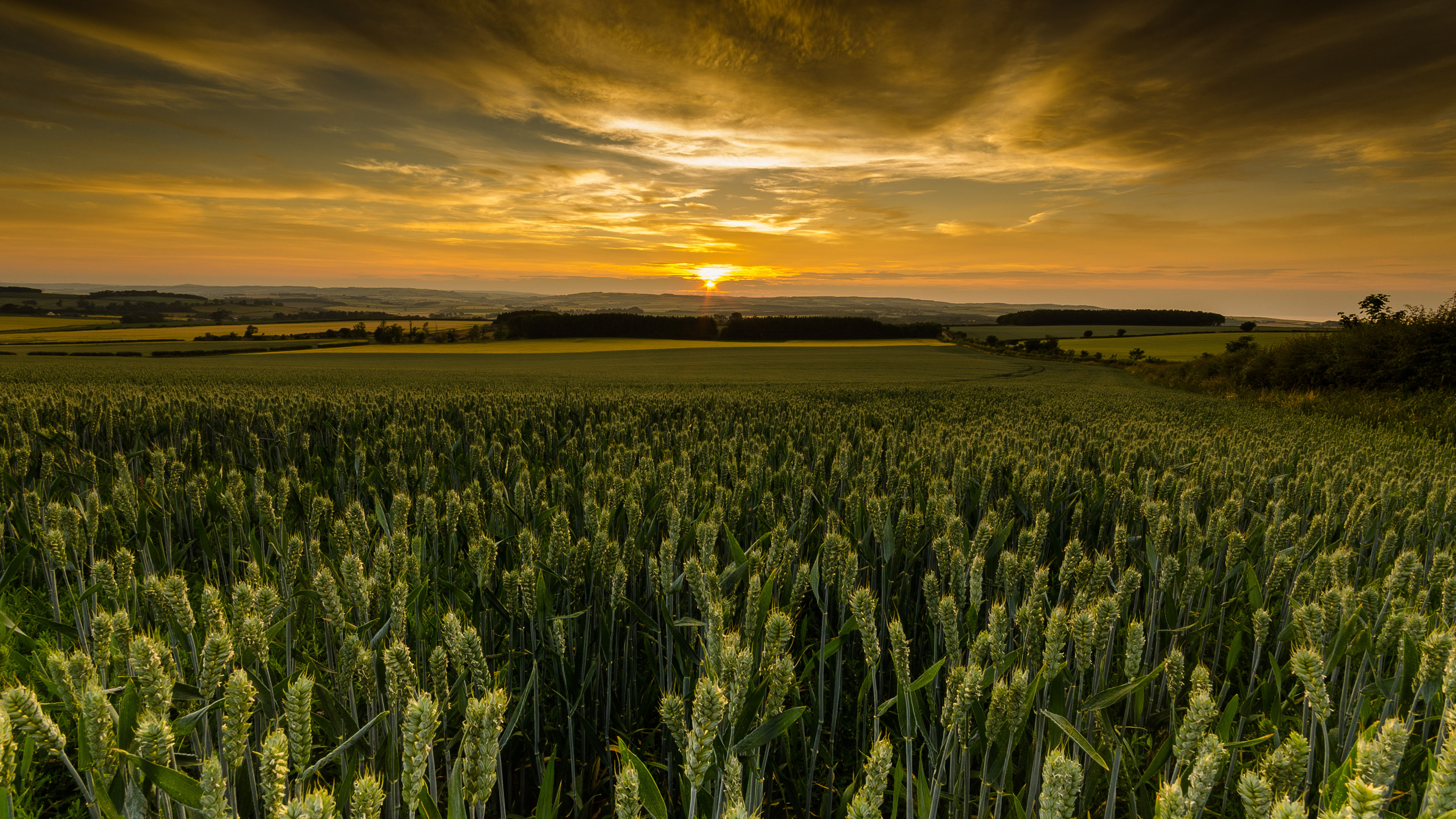 自然风光,麦田,日出,落日