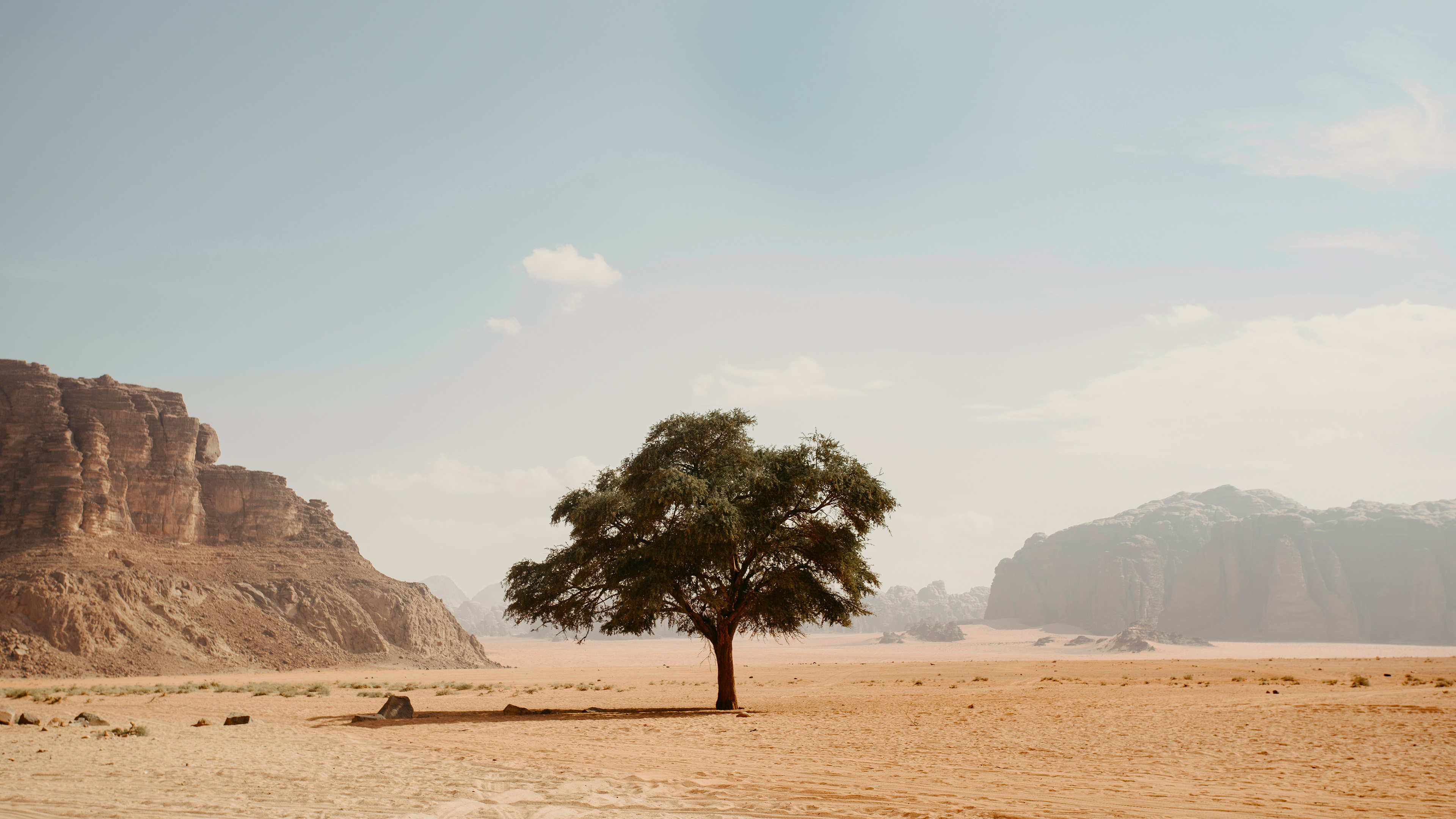 草原,大树,广阔,平原
