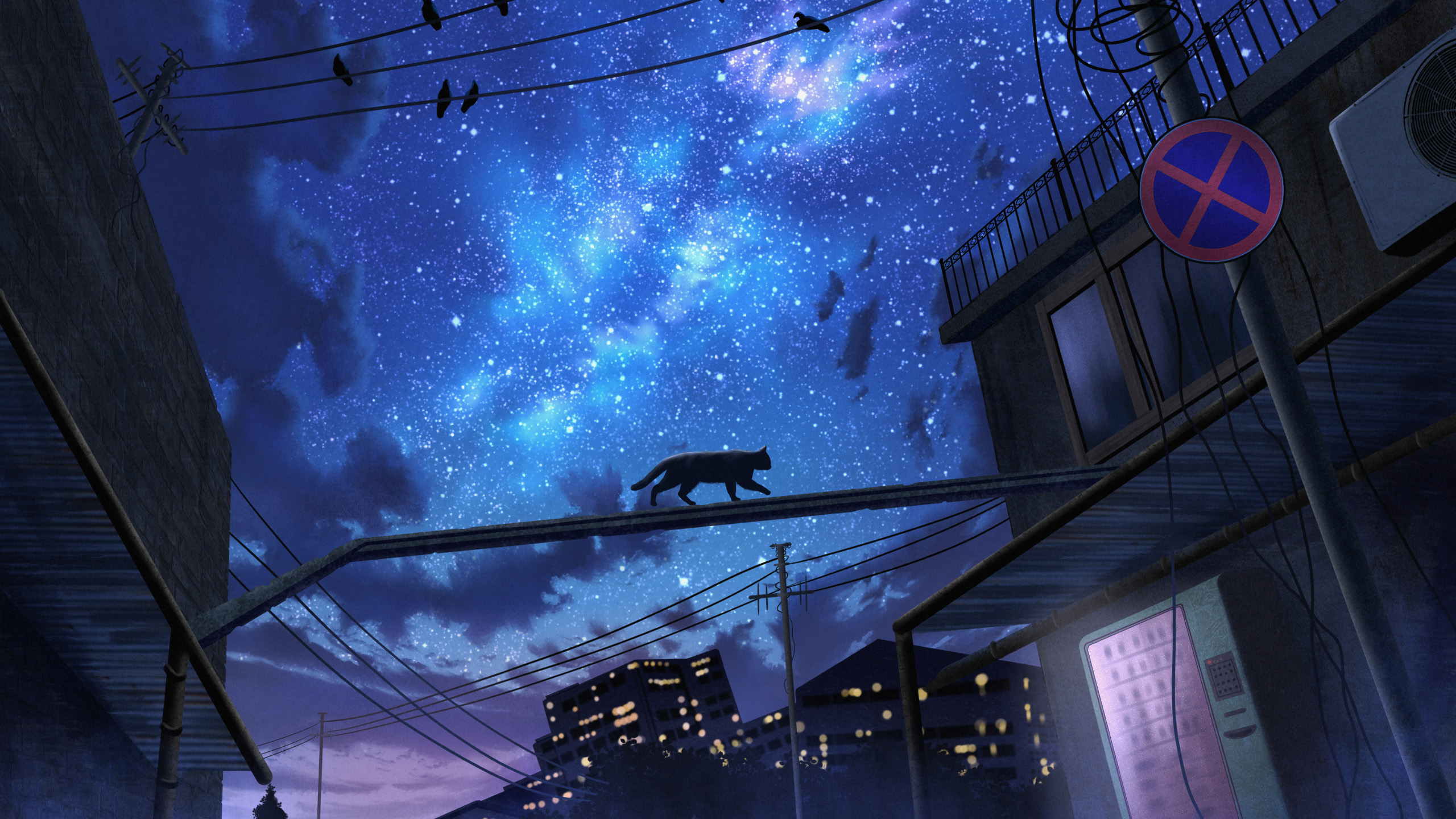 星空,城市,猫咪