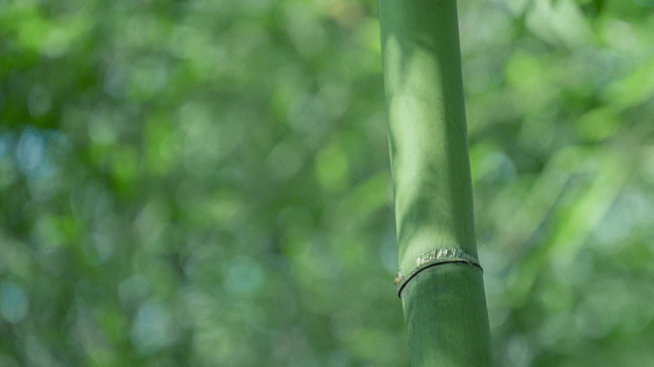 护眼壁纸,竹林,竹子