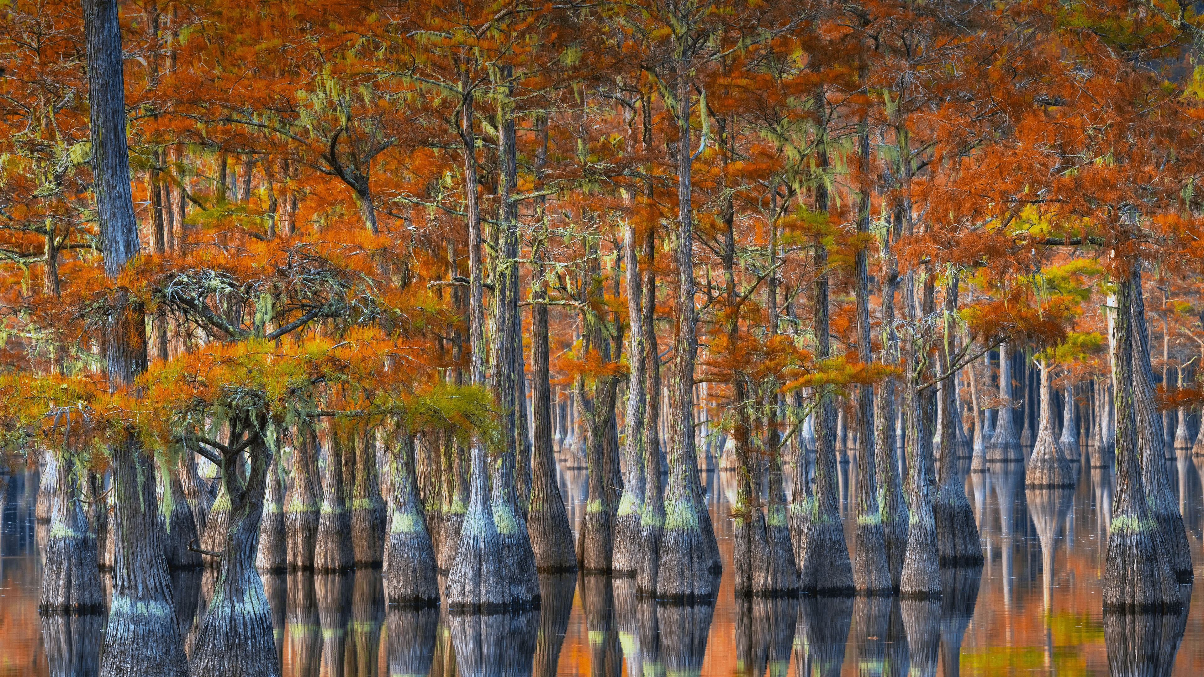 秋意正浓,树林,沼泽,