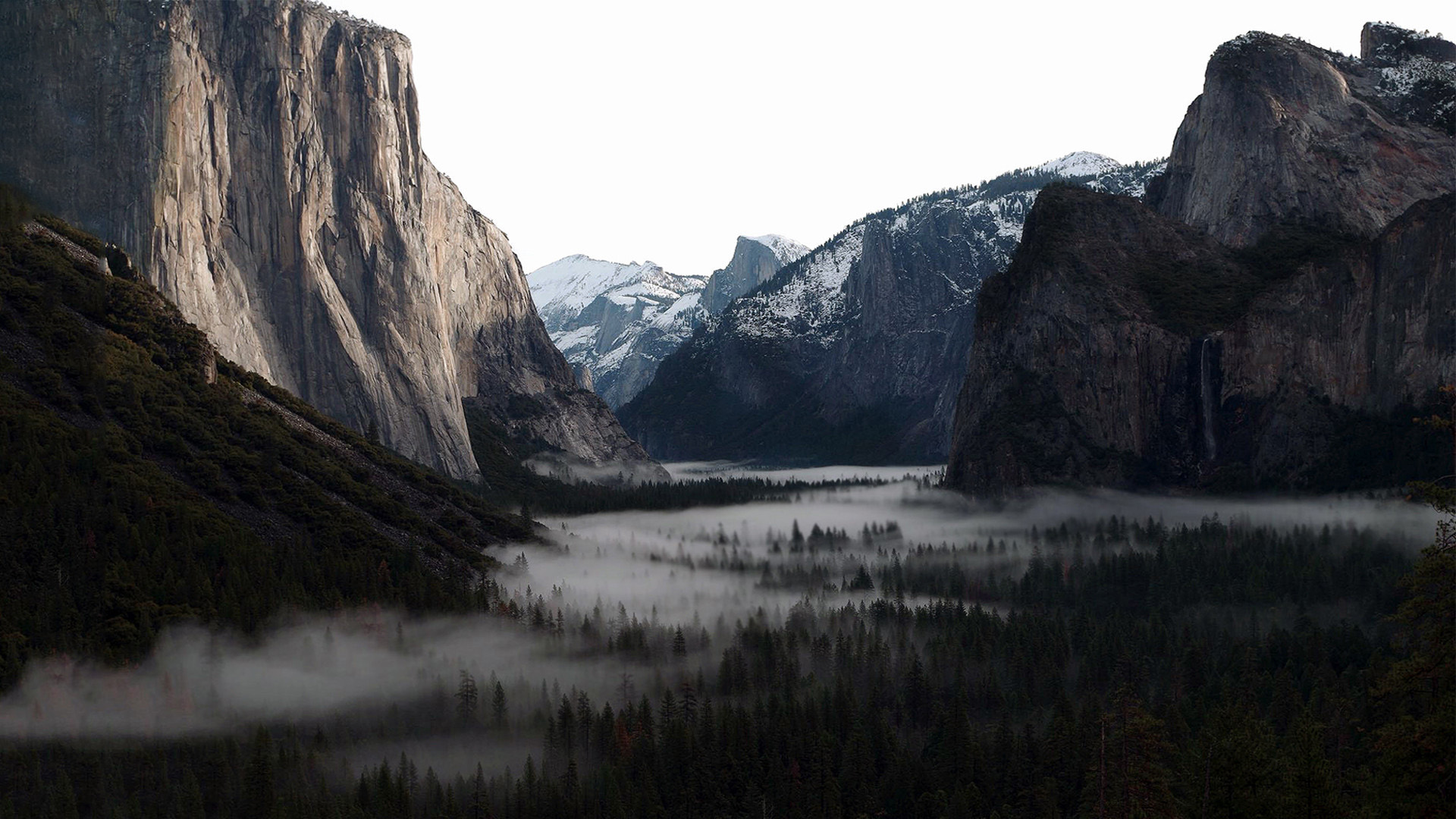 山谷,森林,树林,迷雾,大自然