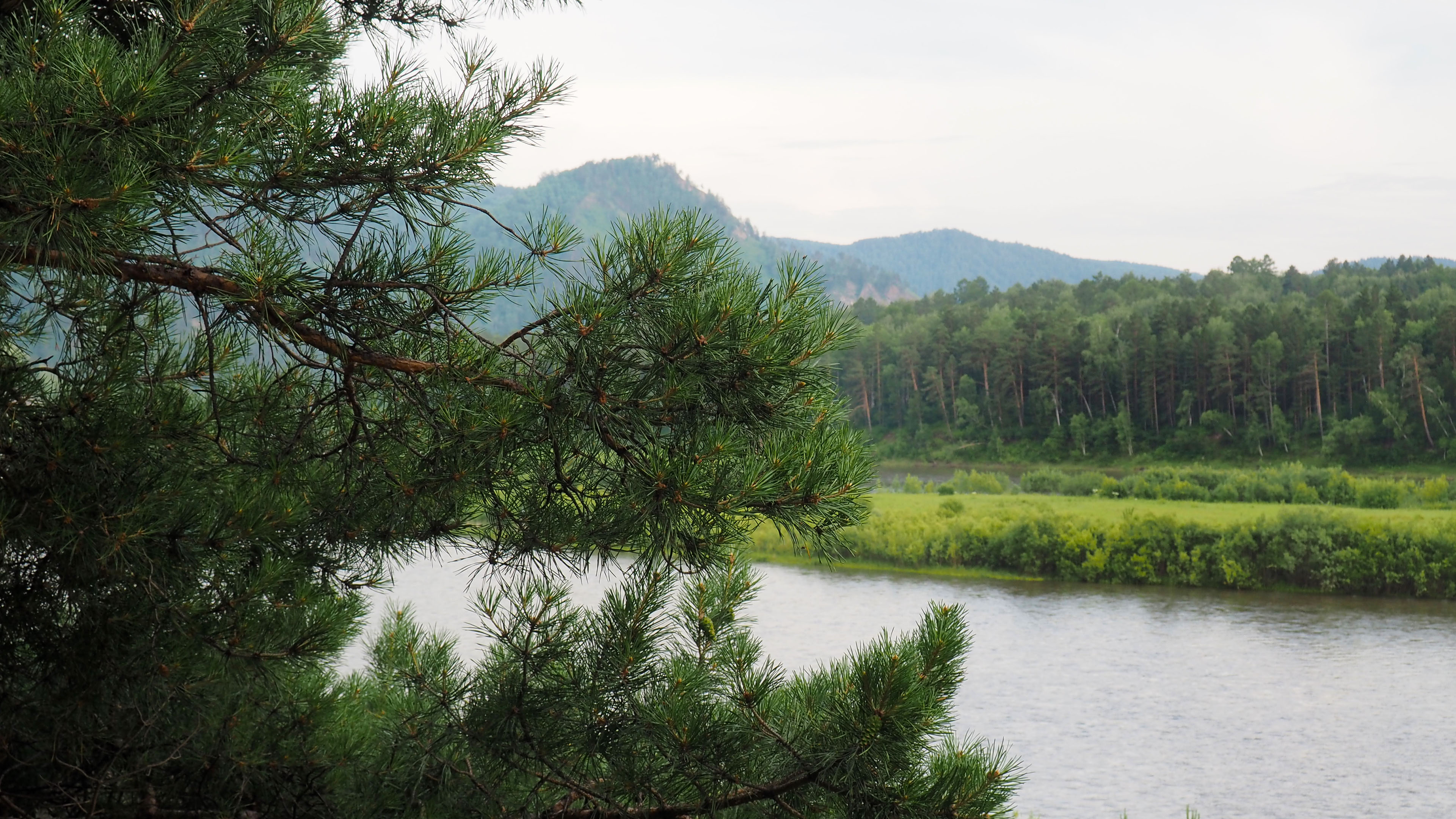 青山绿水,松树,河流