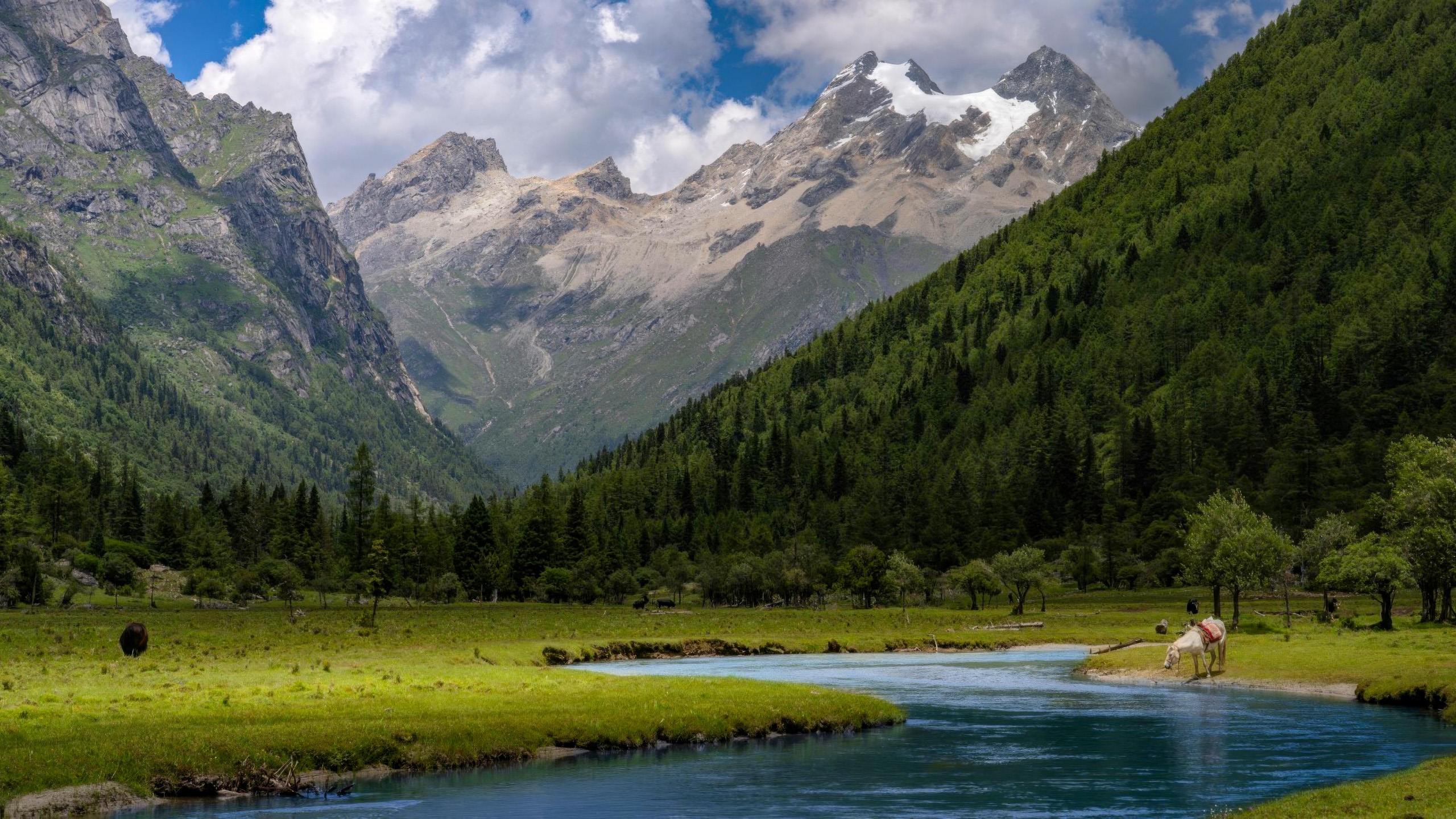 自然风光,山谷,树林,河流,白马