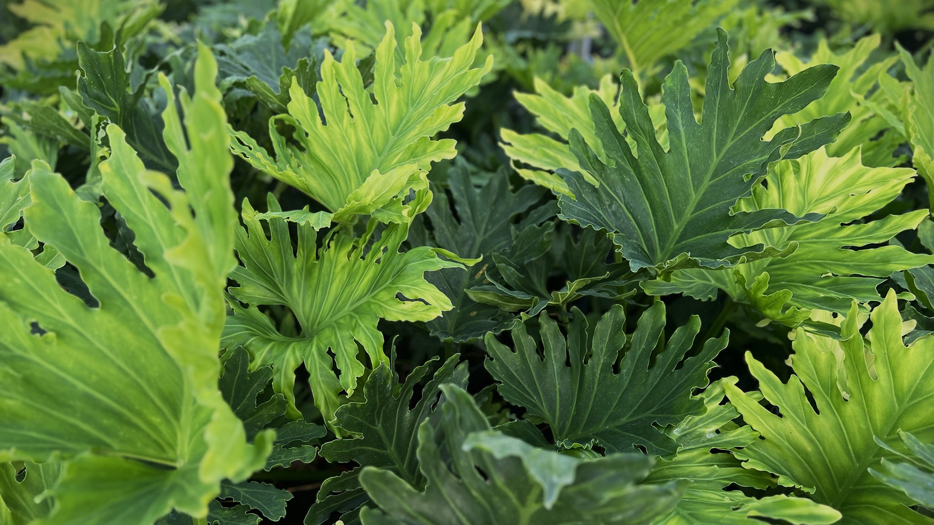 护眼壁纸,天竺葵,龟背竹,绿叶