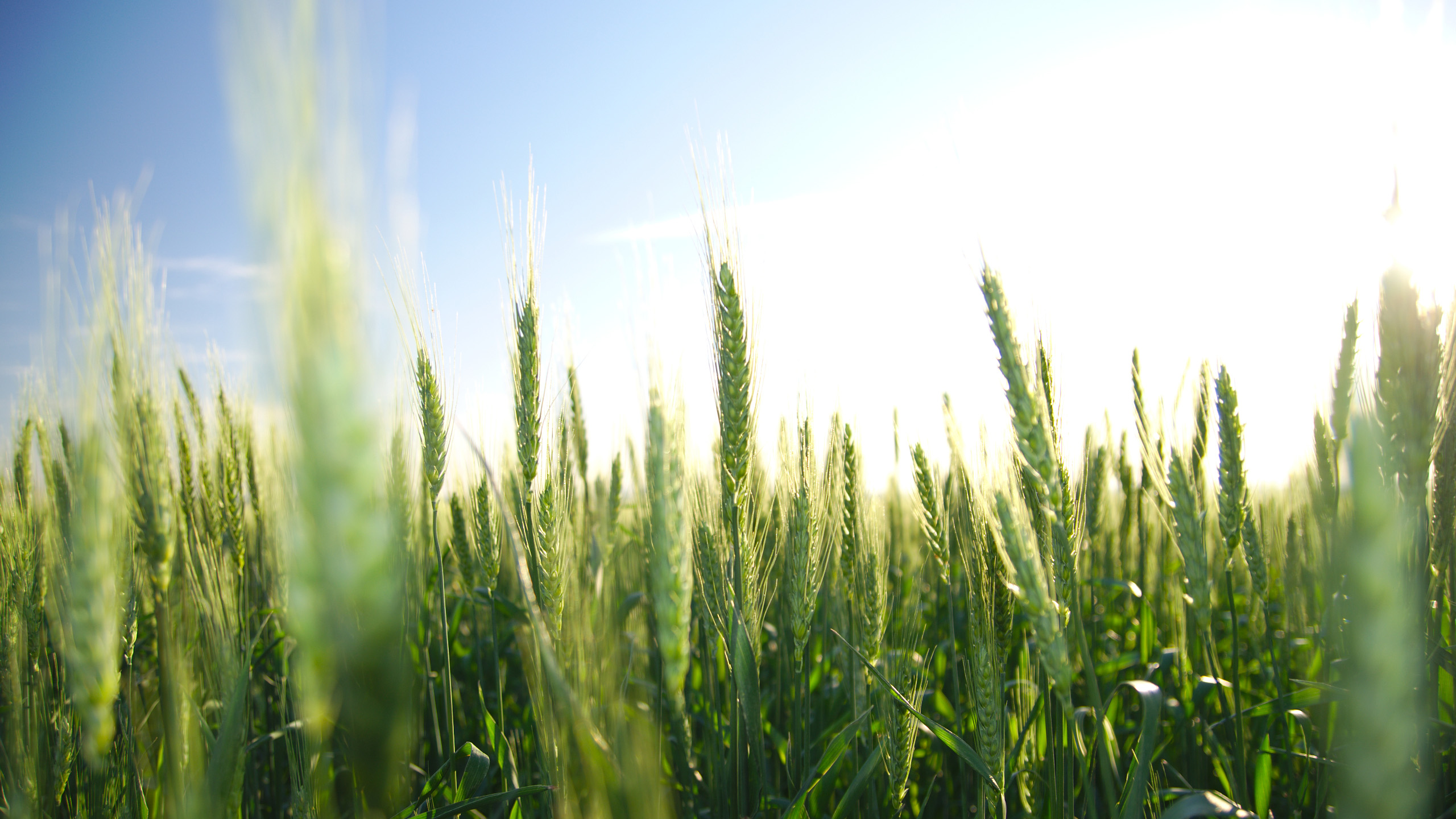 静物写真,麦田,小麦,希望