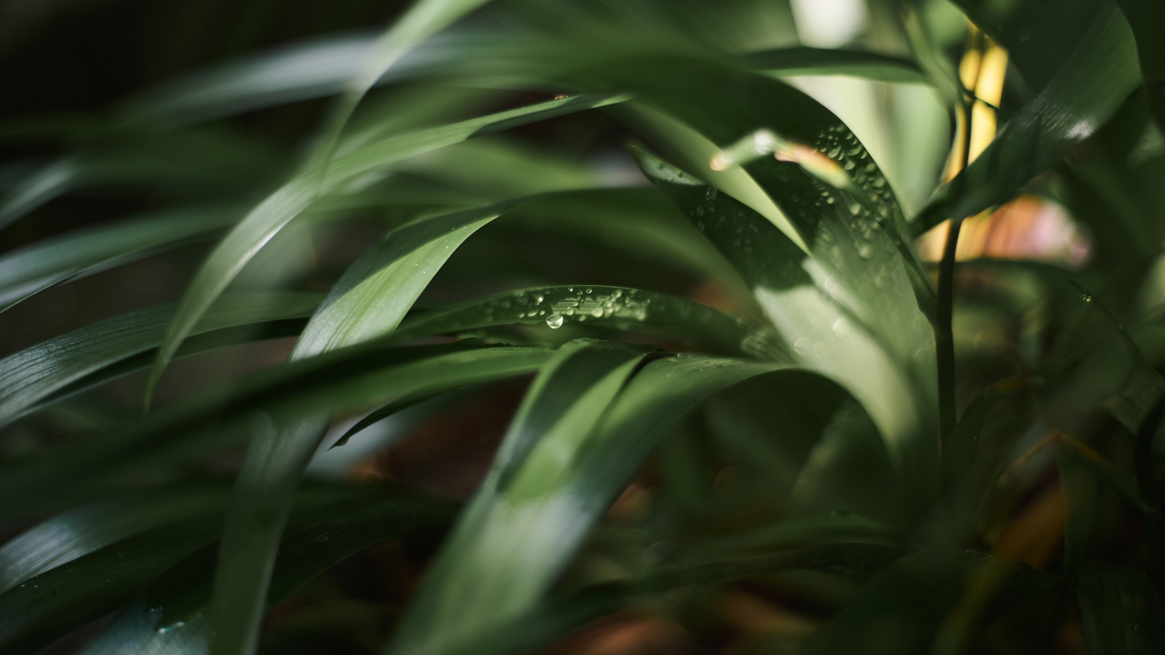 护眼壁纸,翠绿,绿叶