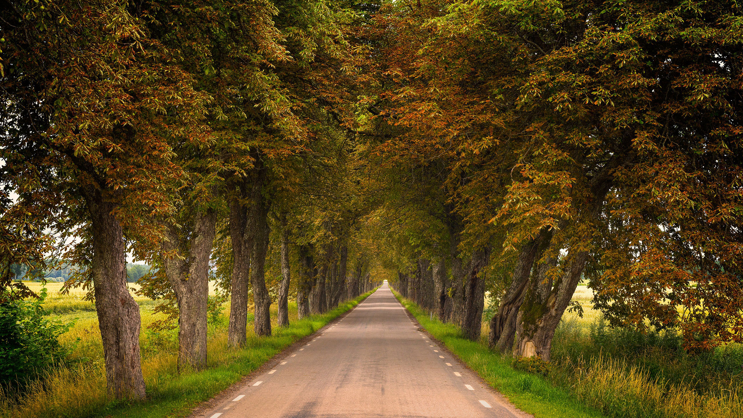 自然风光,公路,树木,道路