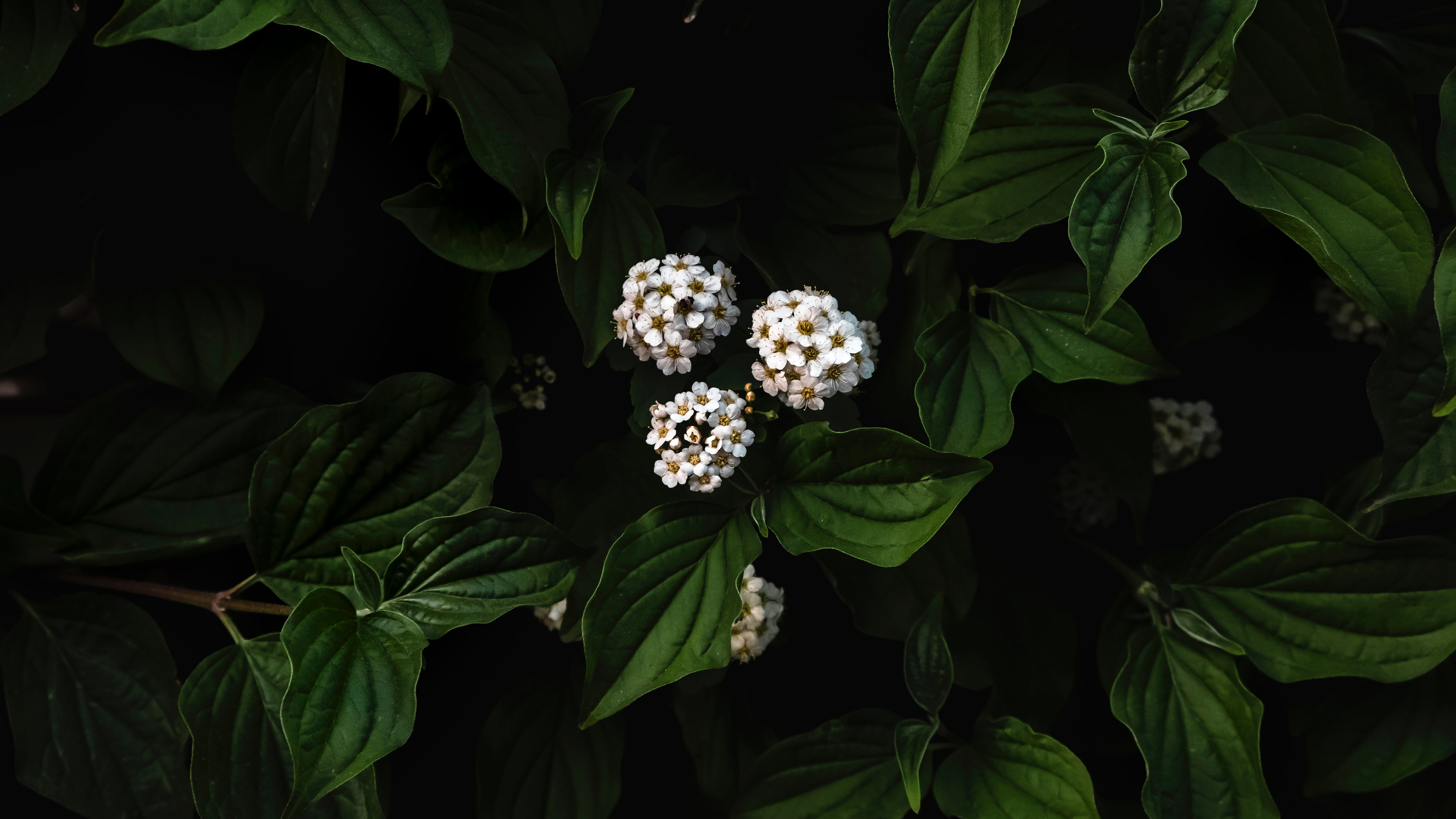 护眼壁纸,树叶,花球