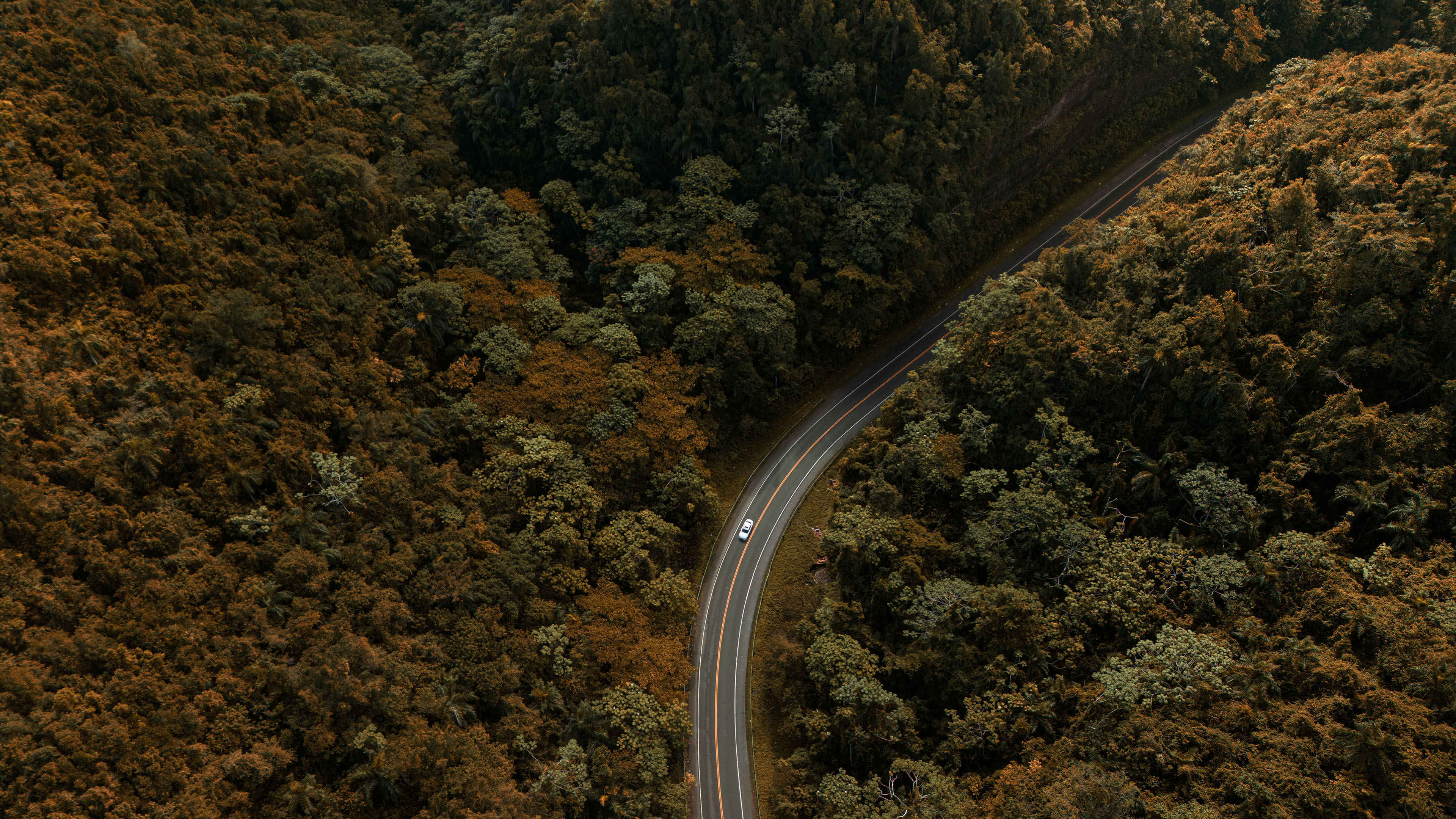 俯视,公路,蜿蜒,树林