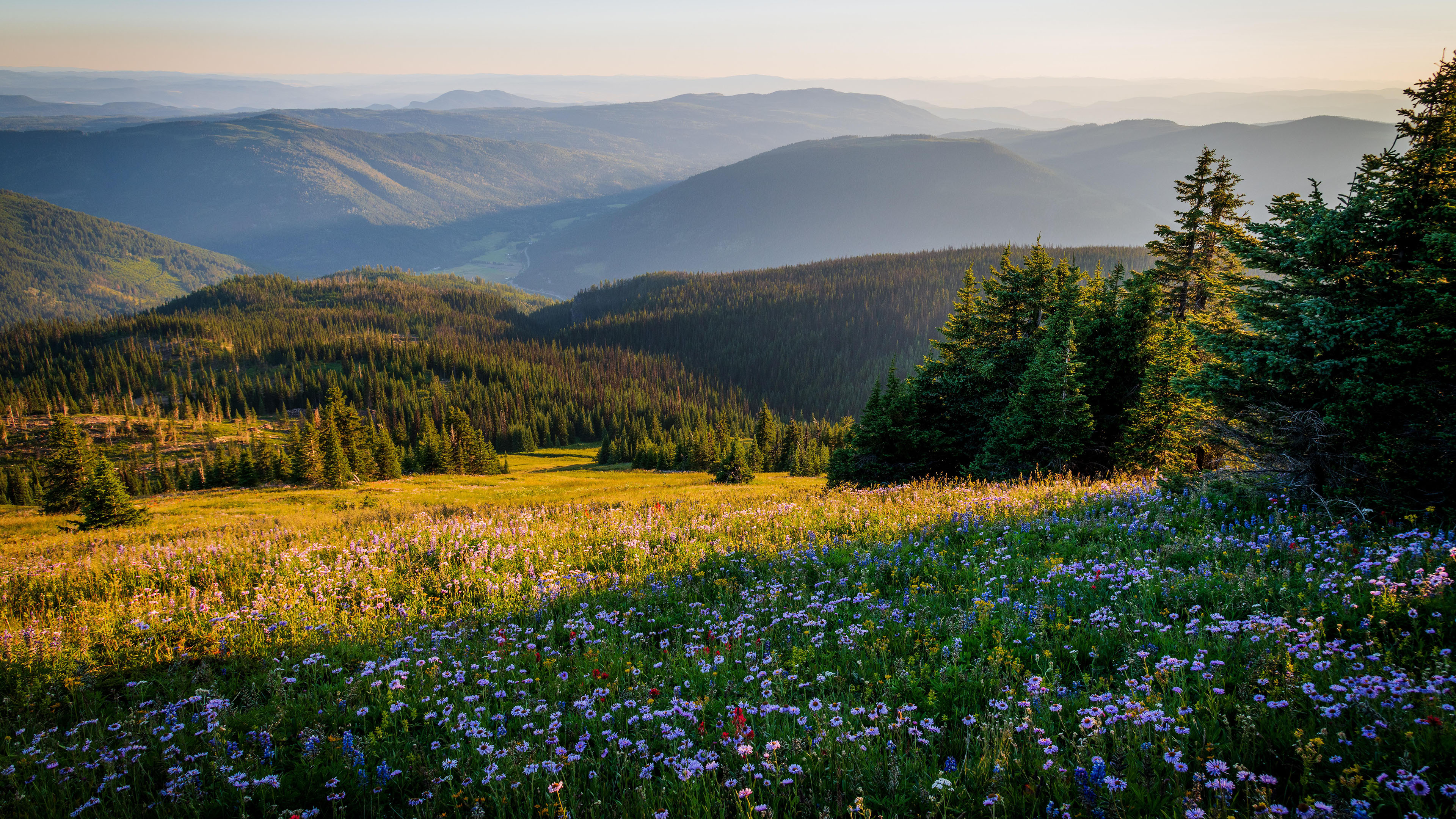 薰衣草,山坡,草地,山脉