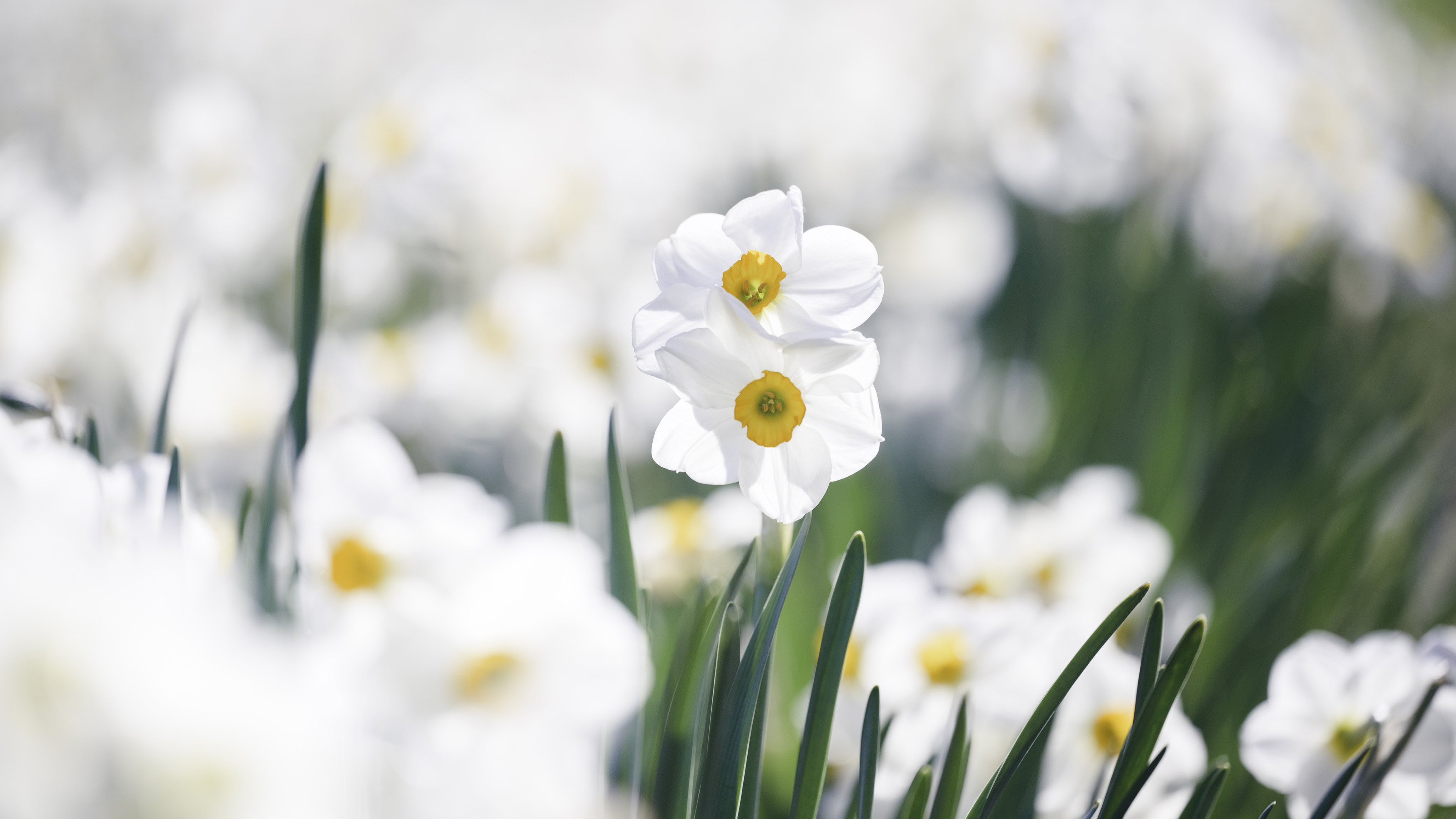 娇艳,兰花,花海,兰草