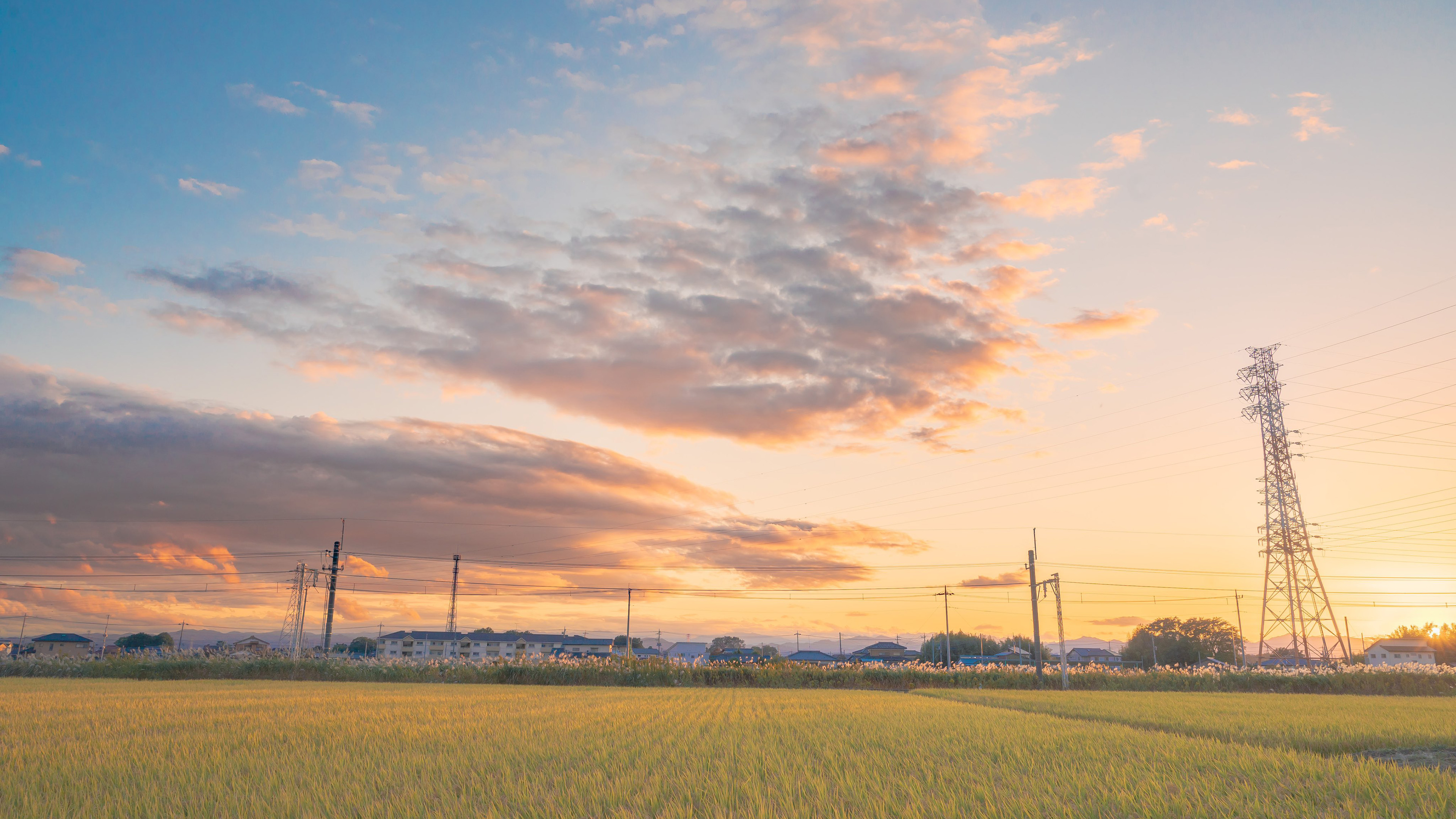自然风光,田野,稻田,村庄