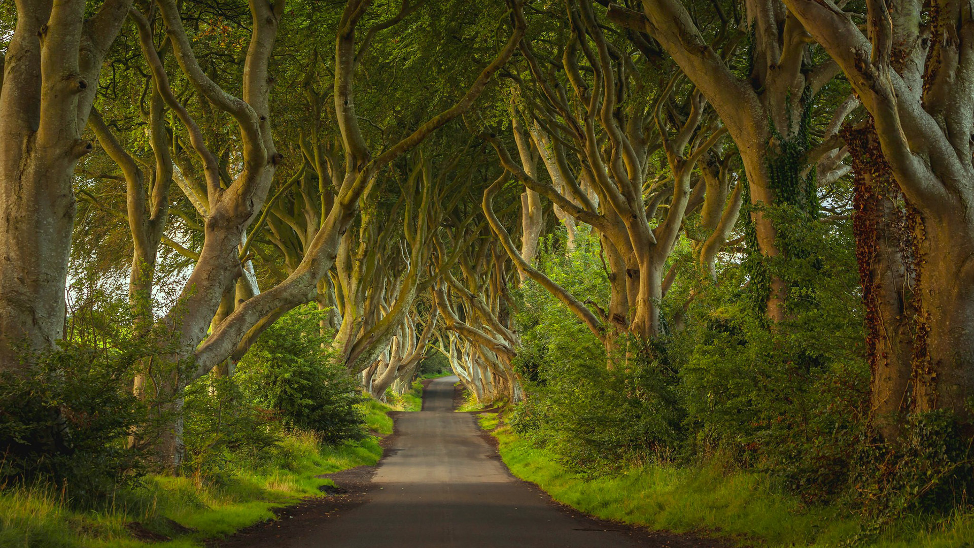 自然风光,树林,参天大树,笔直