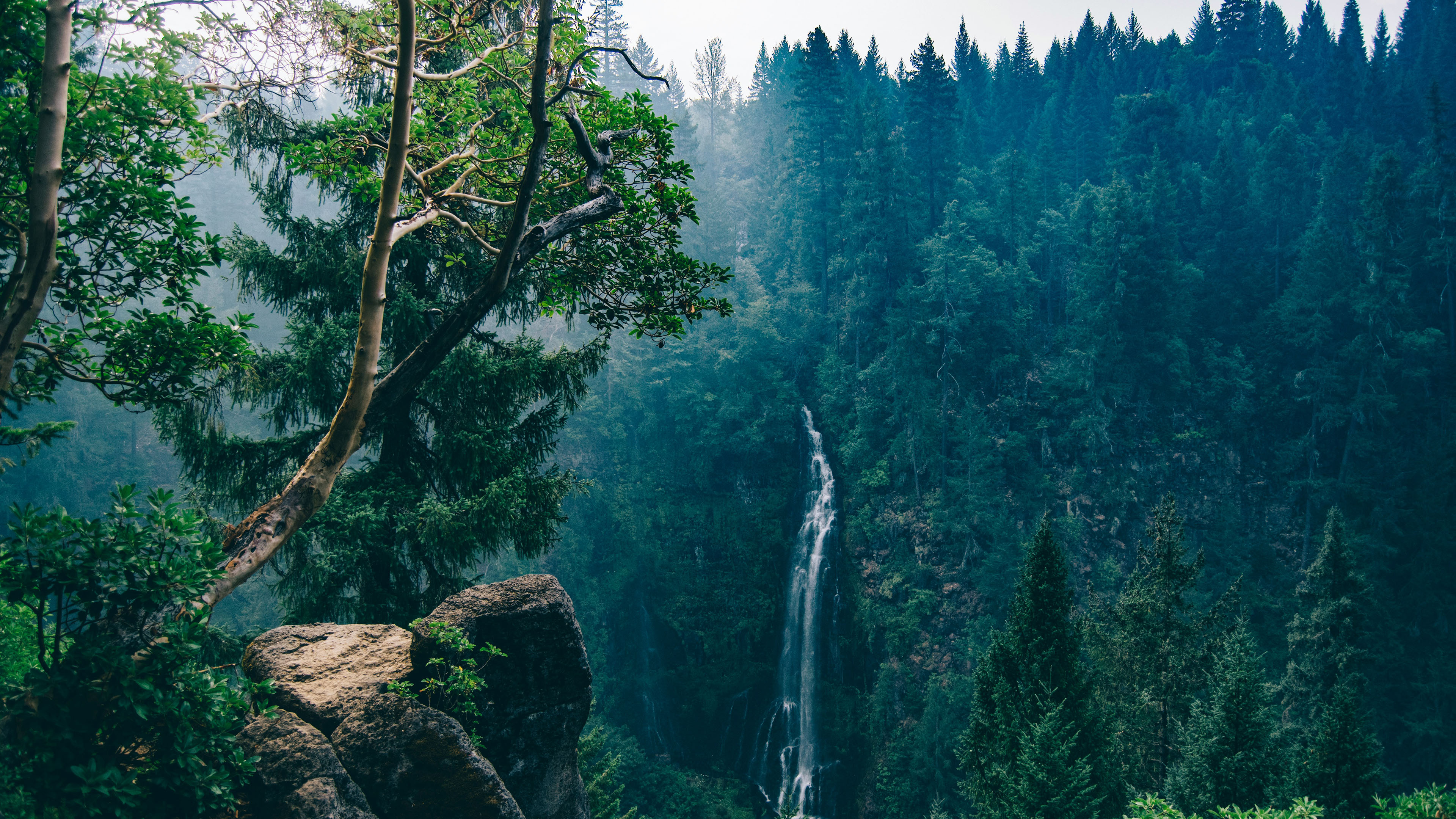 自然风光,瀑布,森林
