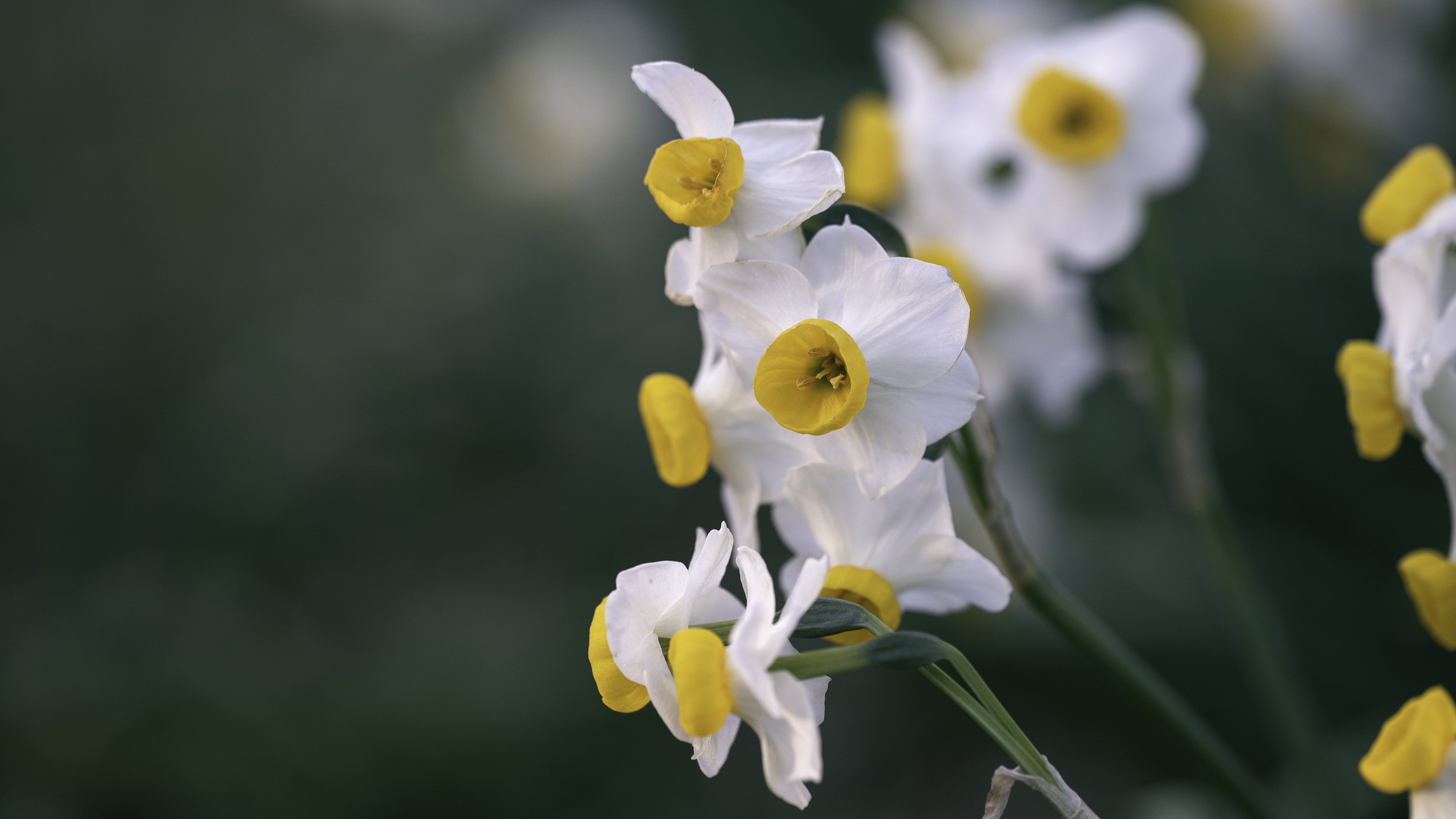 鸟语花香,兰花,鲜艳