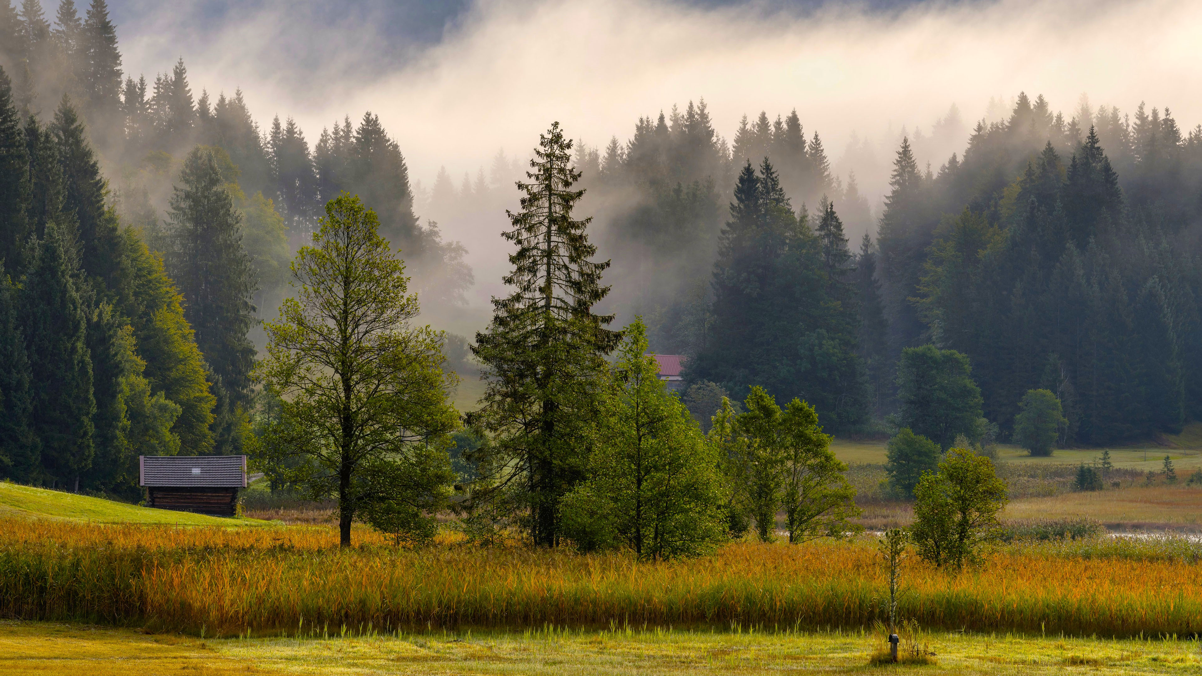 树林,小屋,迷雾,森林