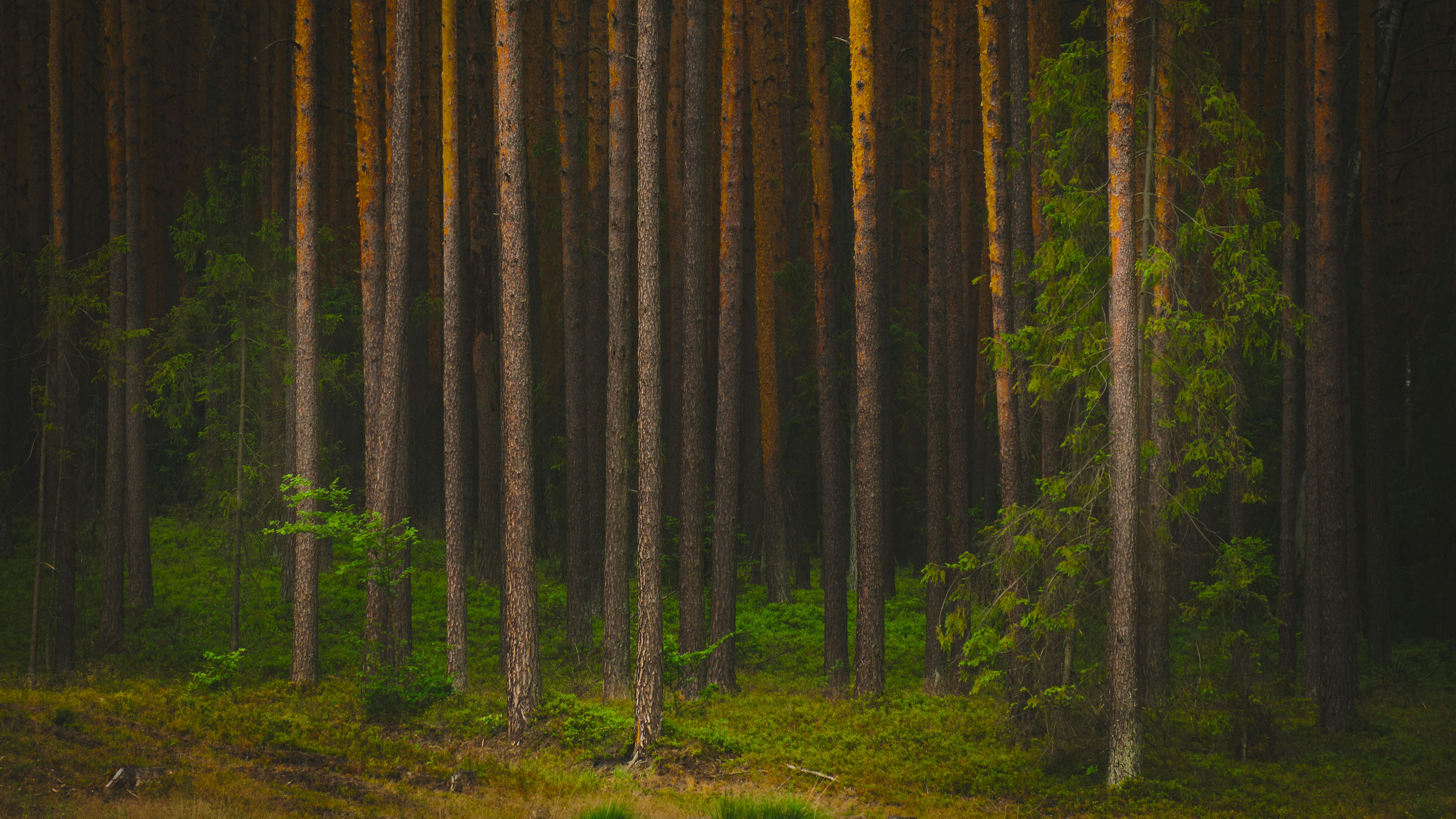 树林,森林,清晨