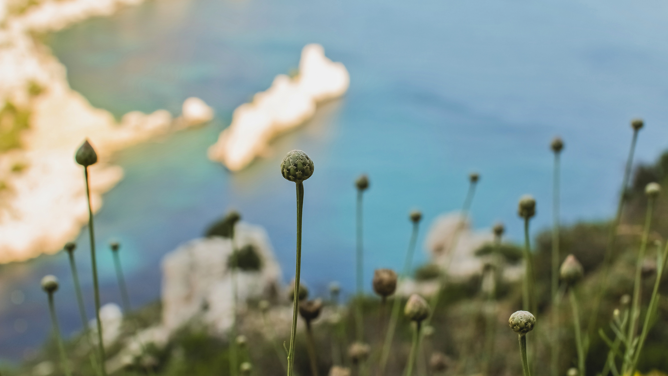 花蕾,海岸,山坡