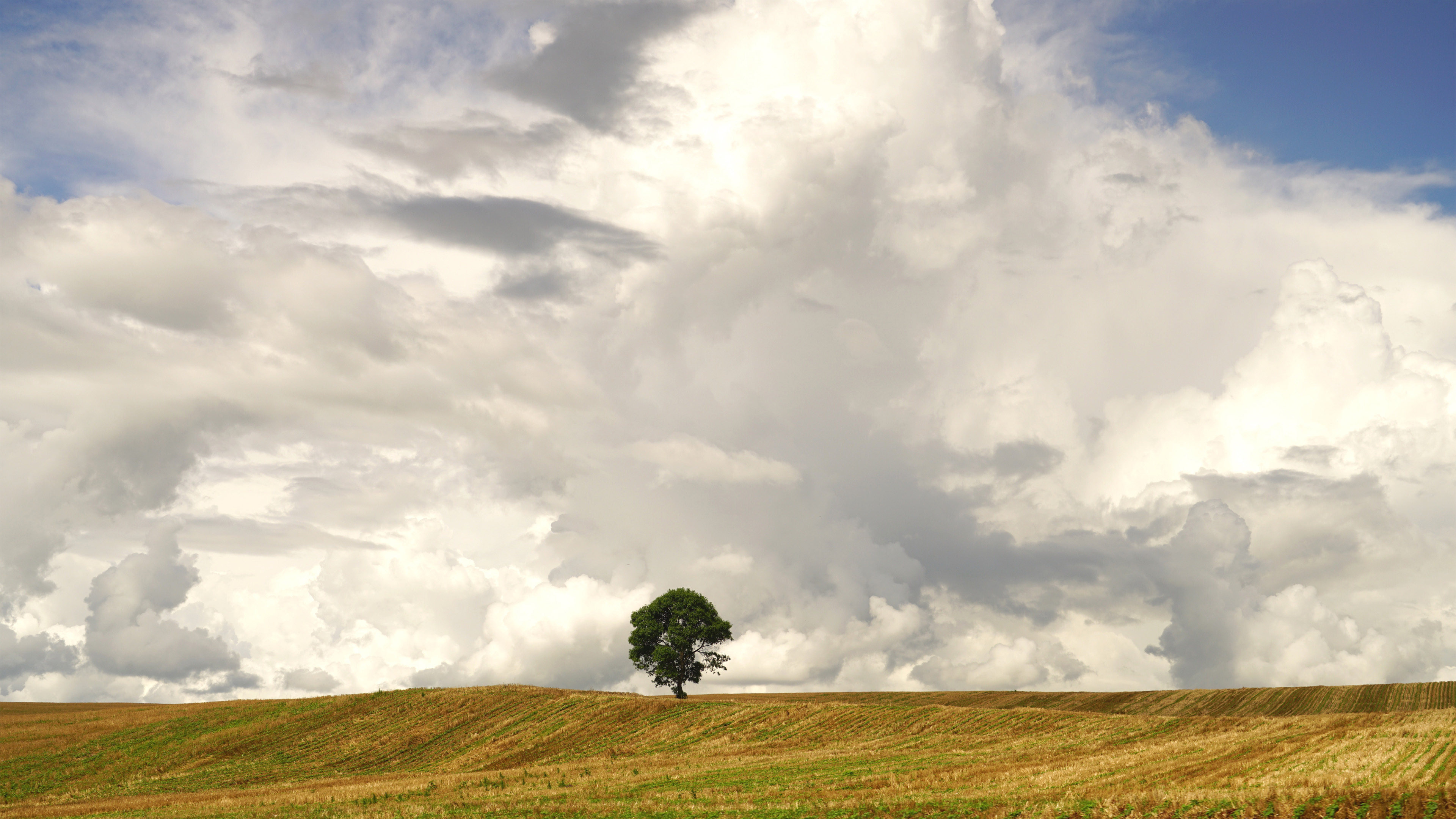 白云,草原,一棵树