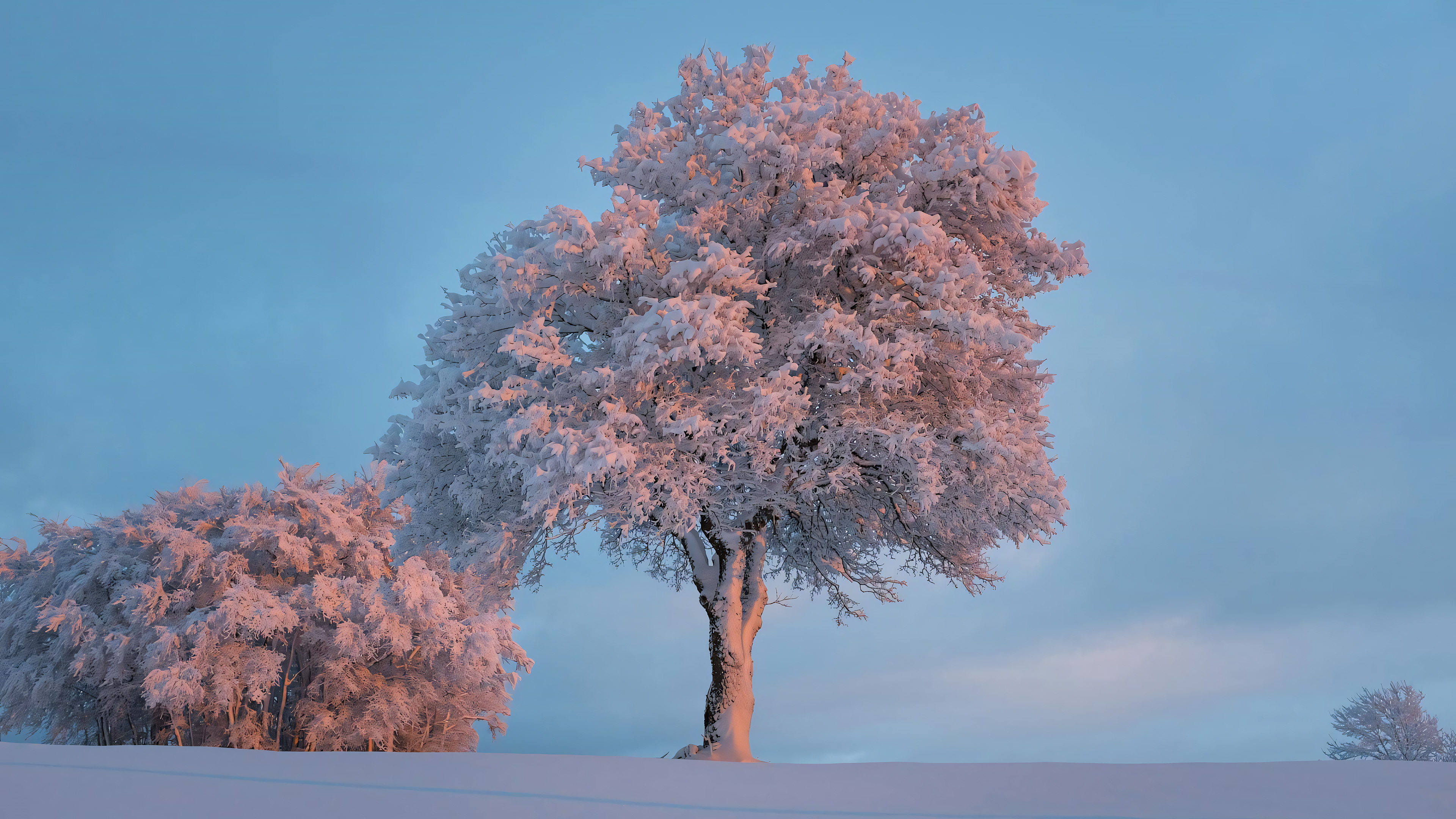 自然风光,大树,大雪,白茫茫