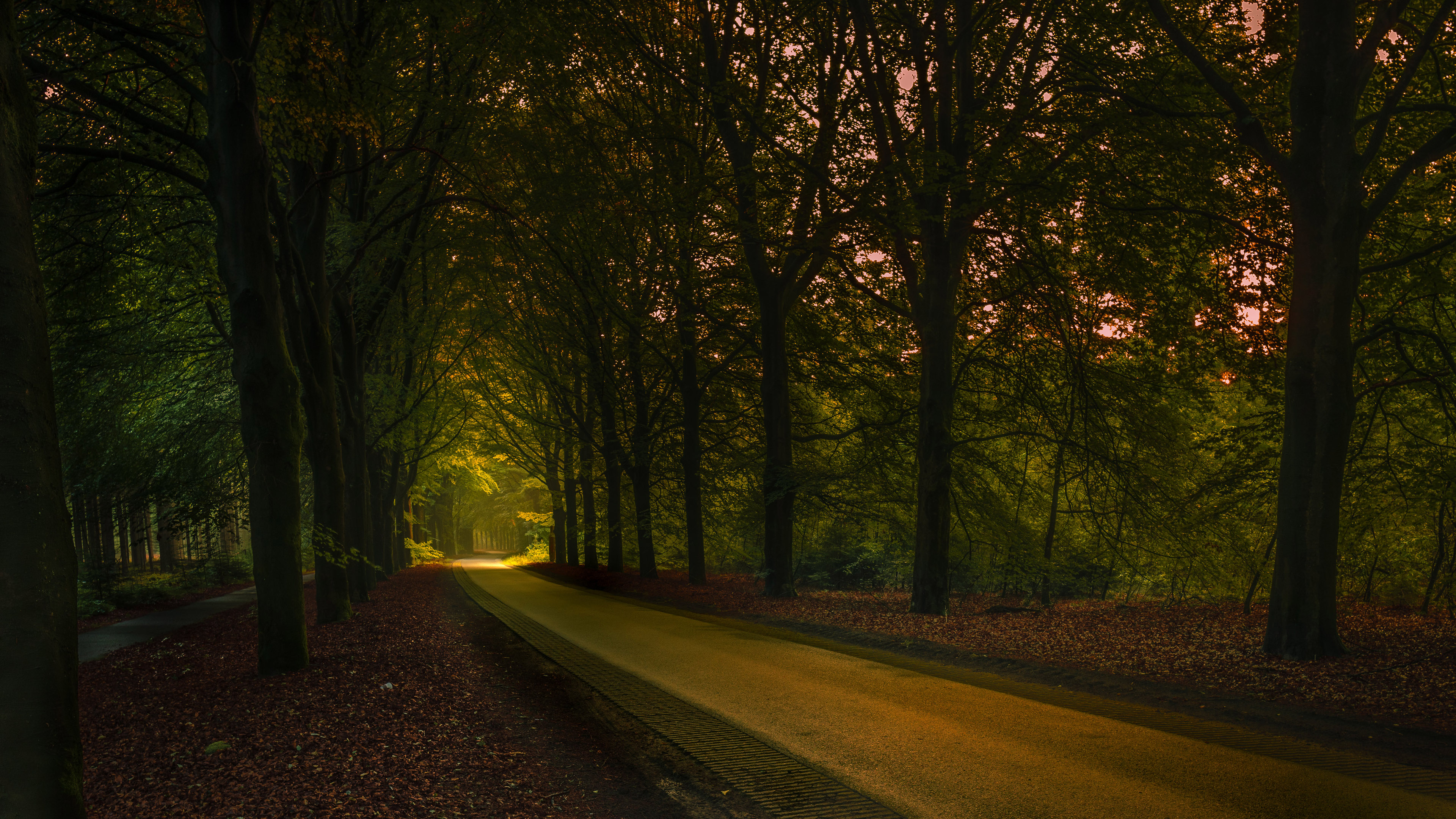 自然风光,道路,树林,幽暗