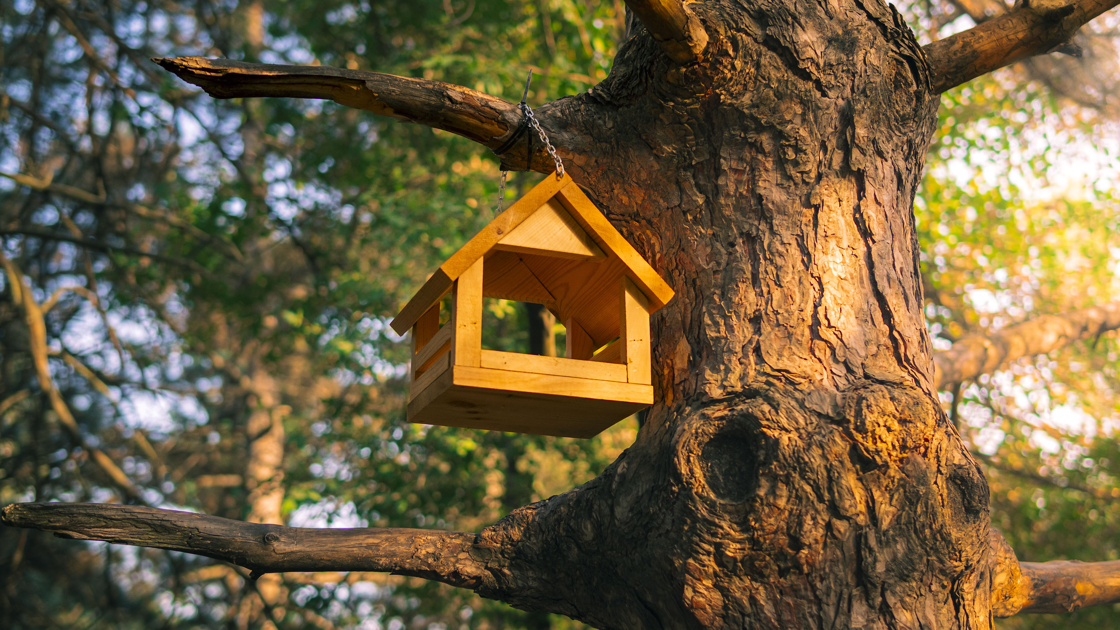自然风光,树梢,鸟屋,阳光