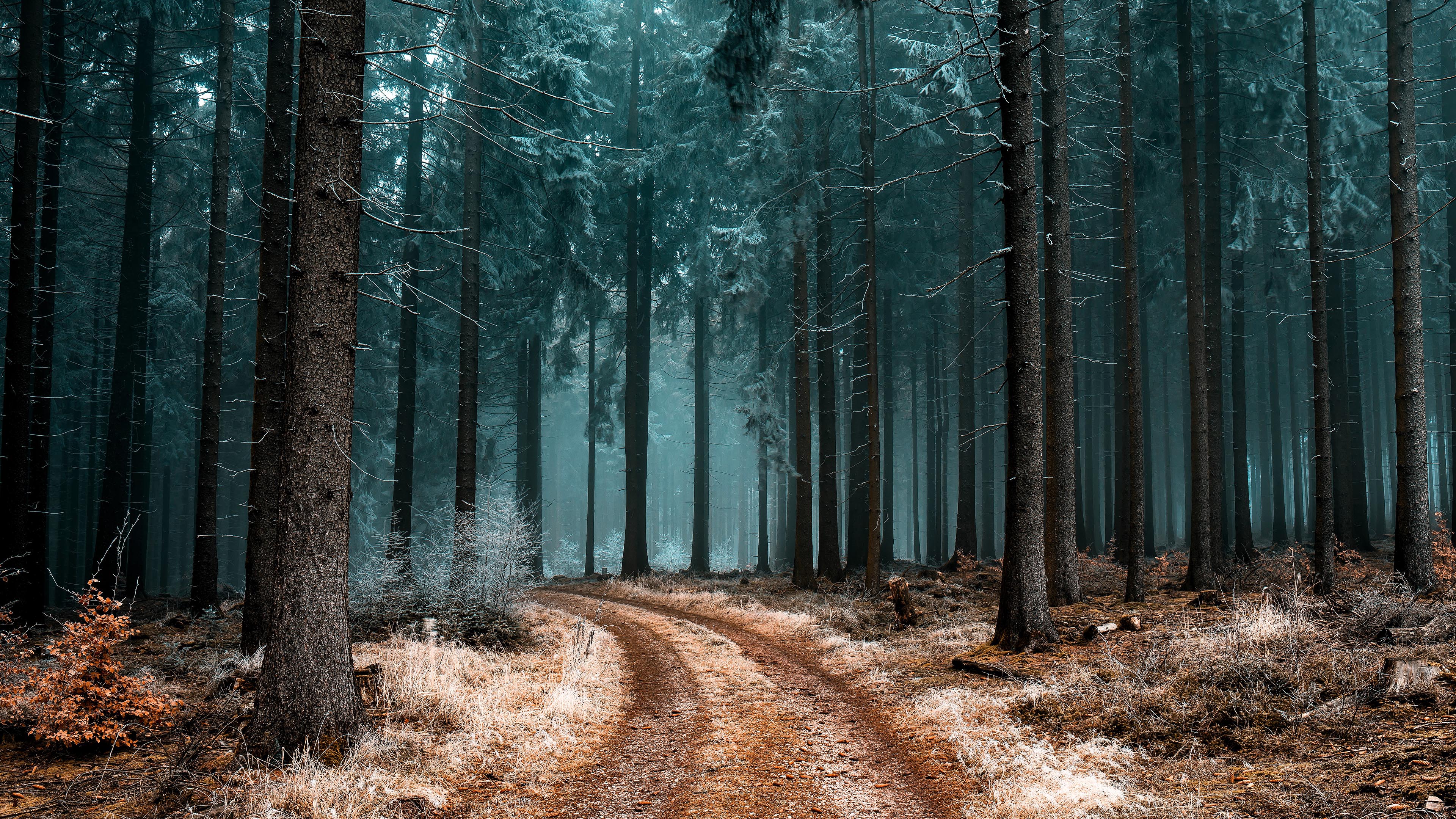 树林,小路,黄土地