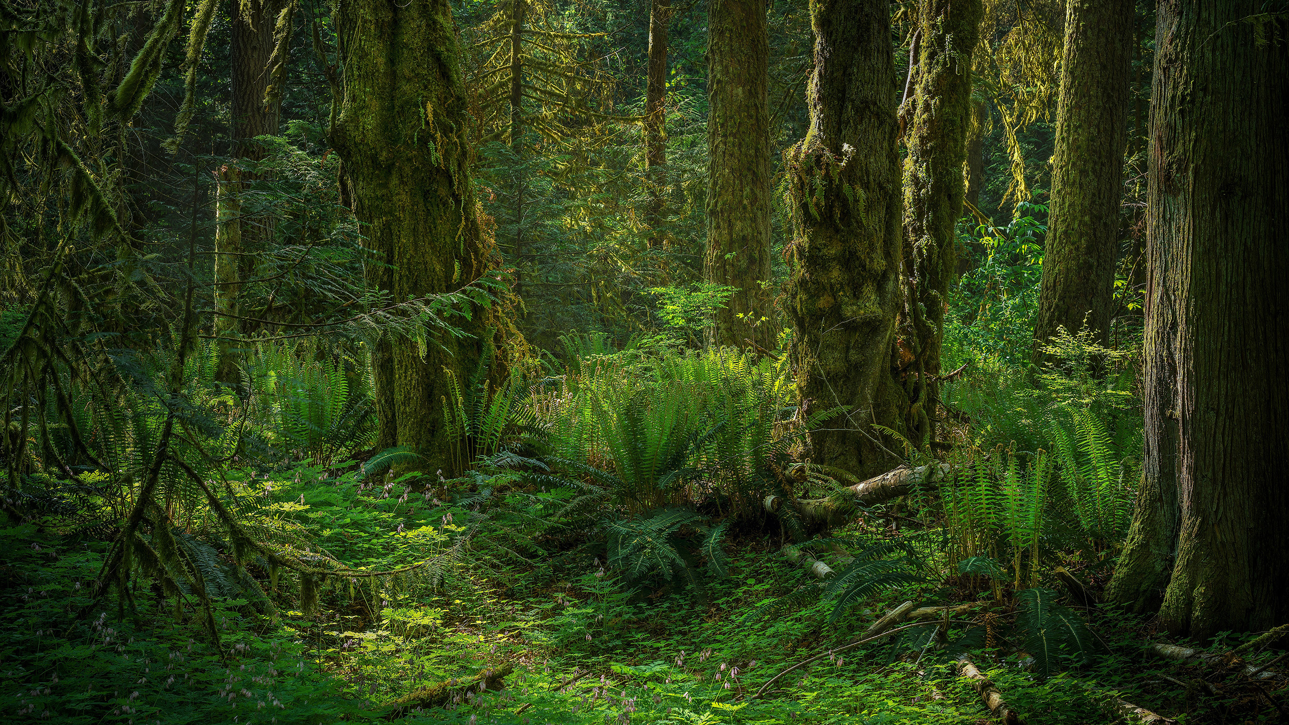 自然风光,森林,树林