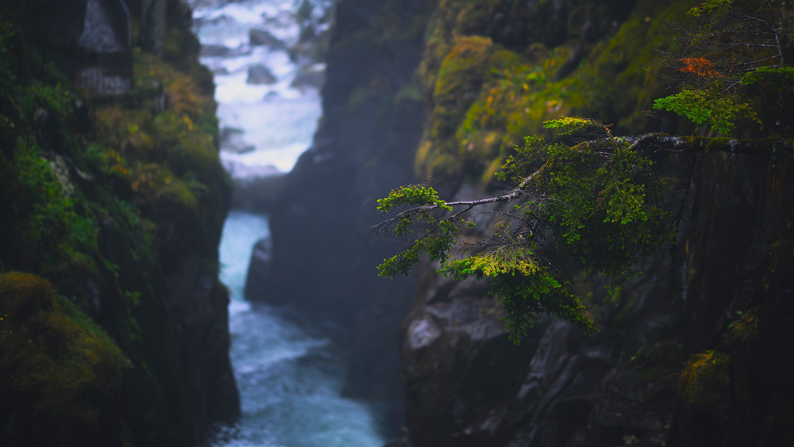 自然风光,山涧,树枝,树梢,,小溪