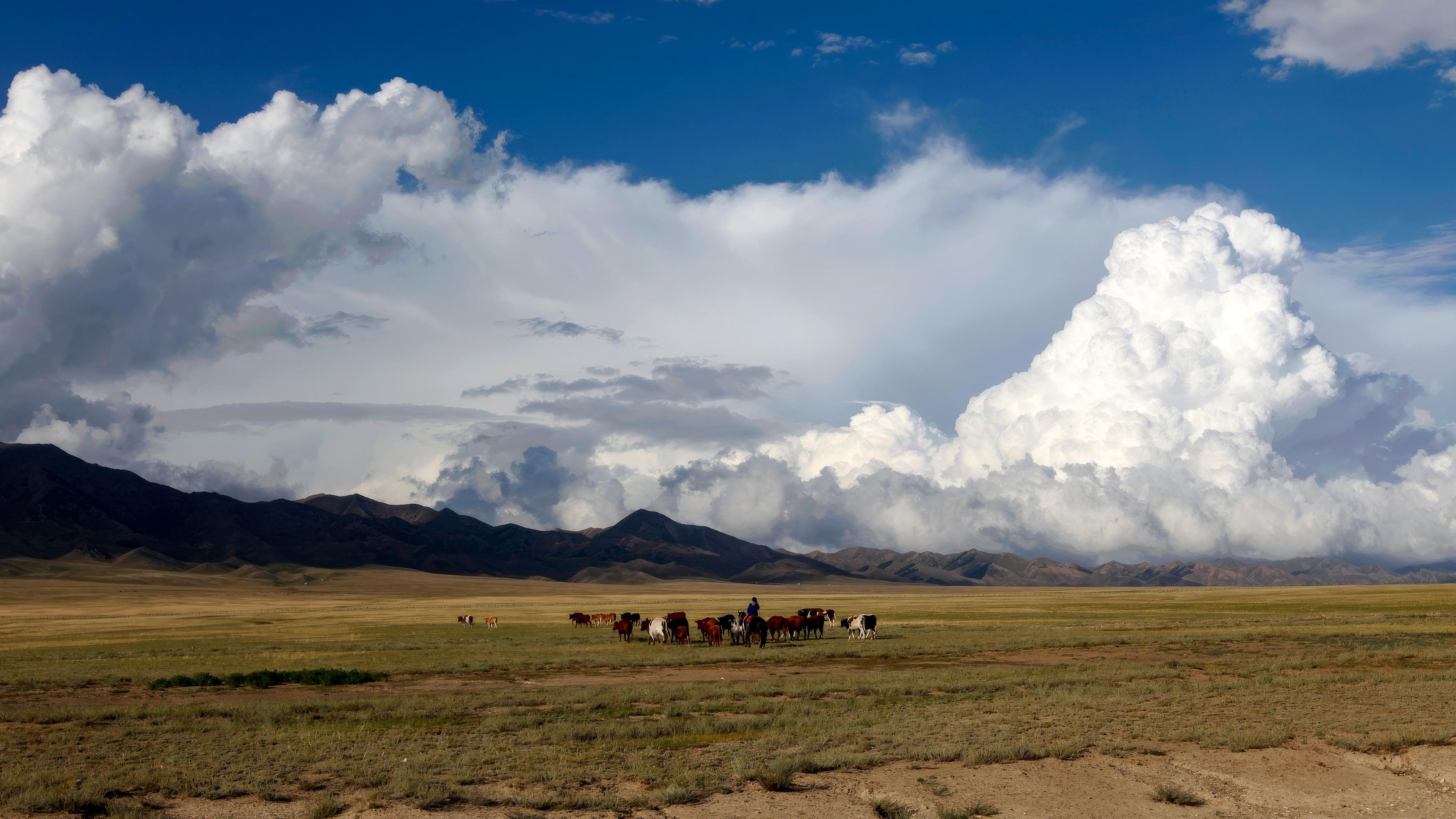 自然风光,草原,马群,云朵