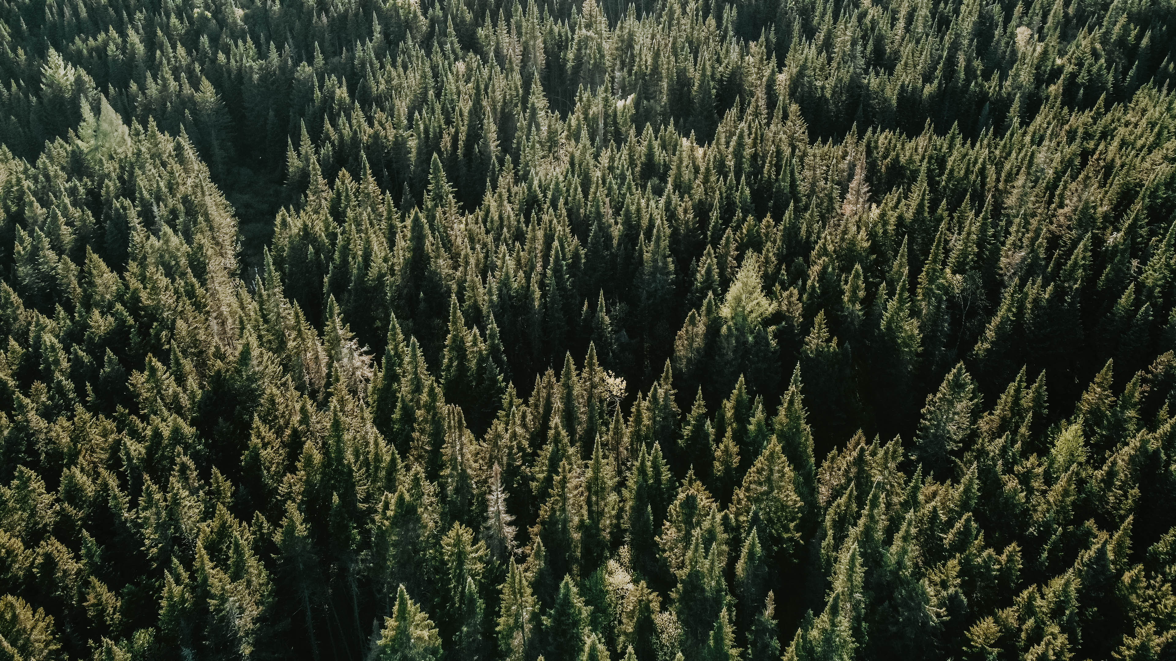 树林,俯视,森林