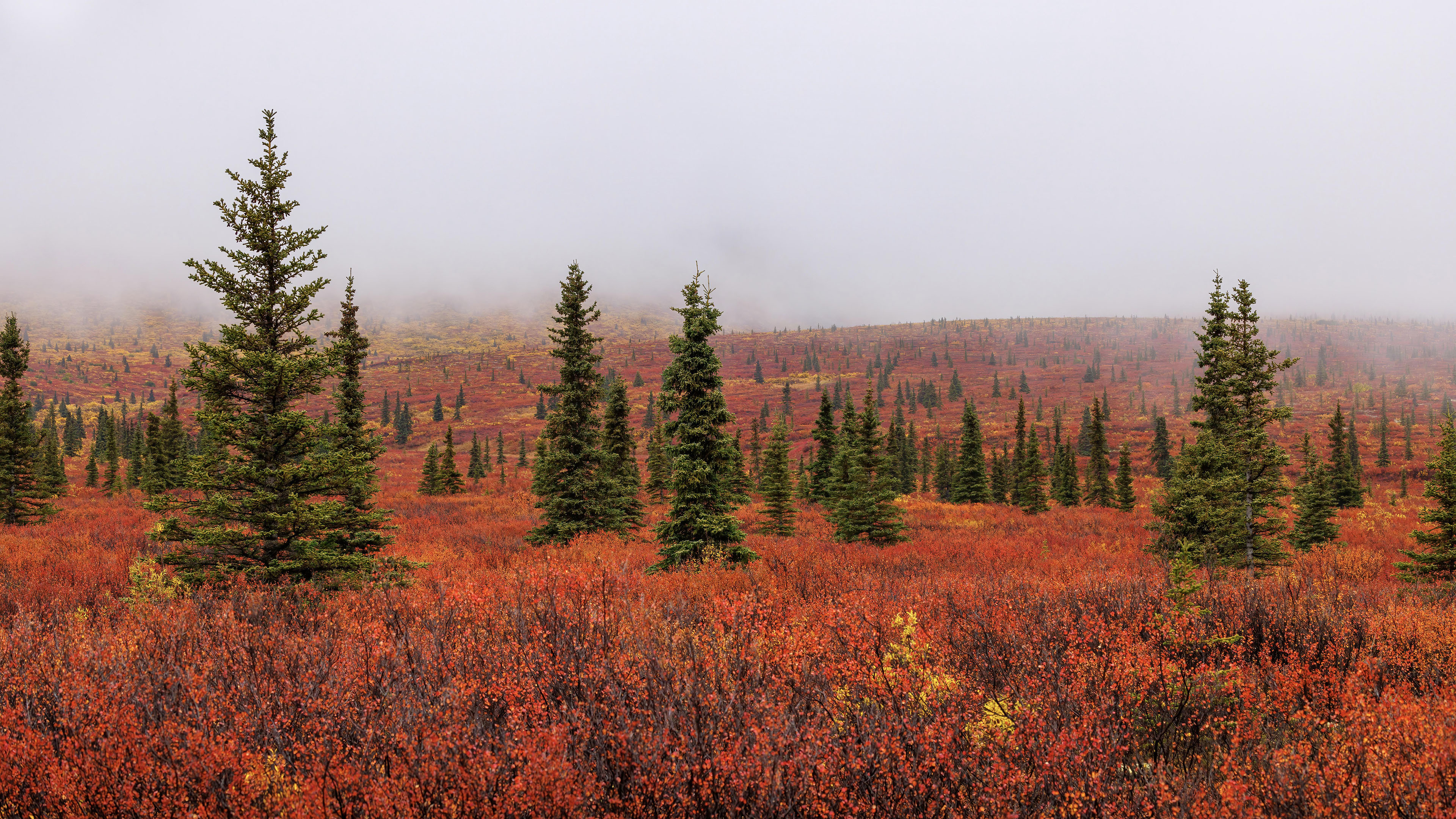 自然风光,树林,山丘