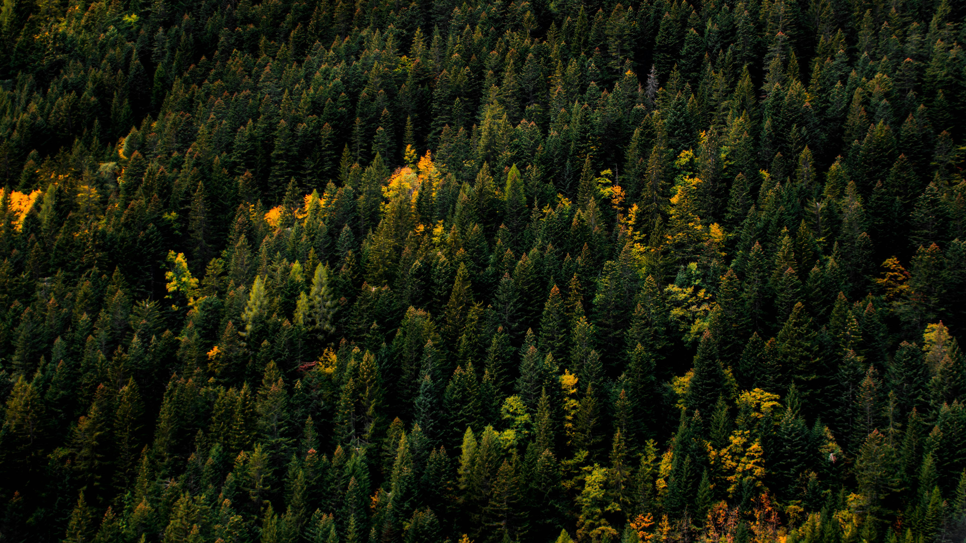 自然风光,树林,森林,航拍