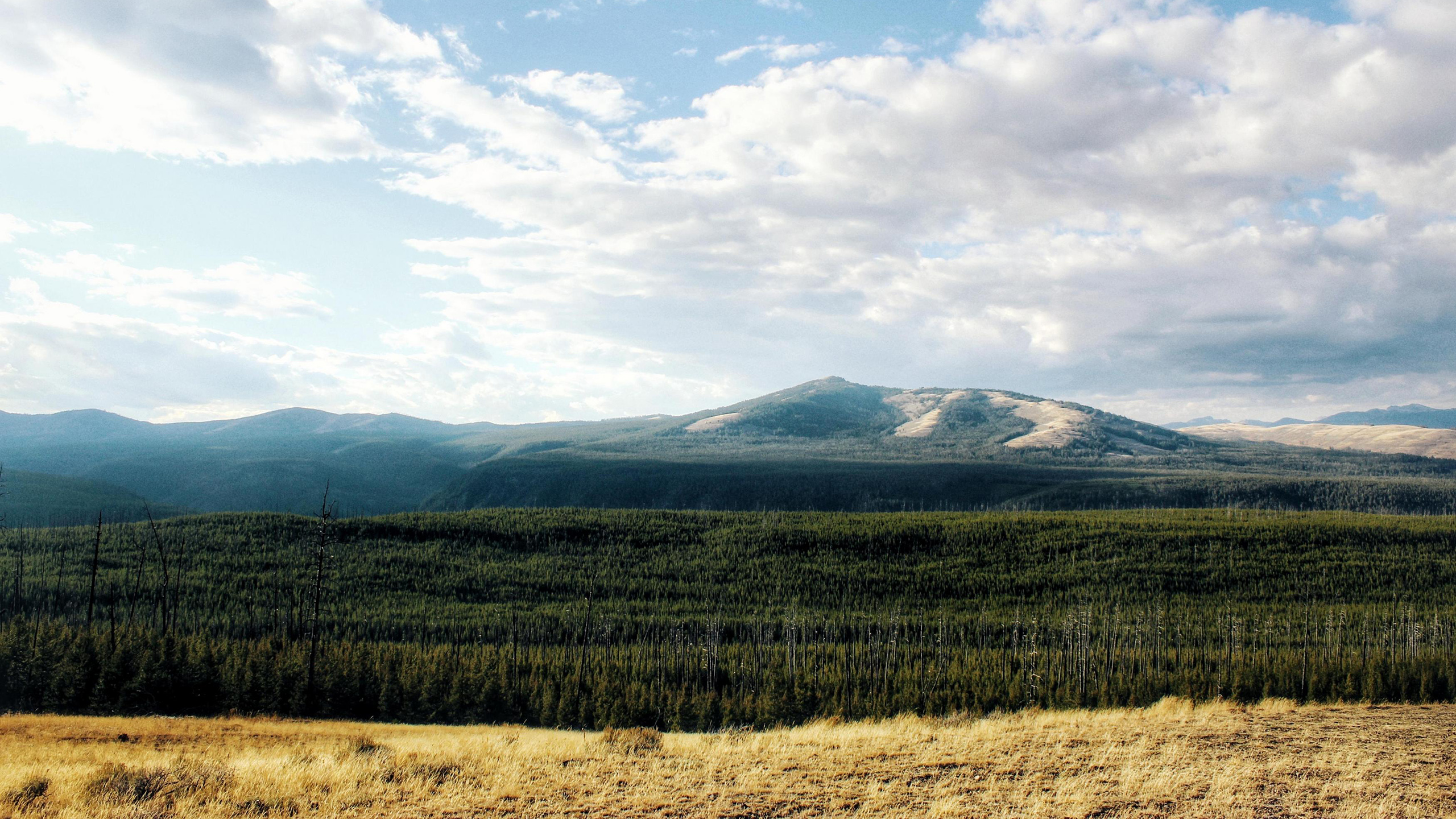 树林,防风林,山丘,牧场