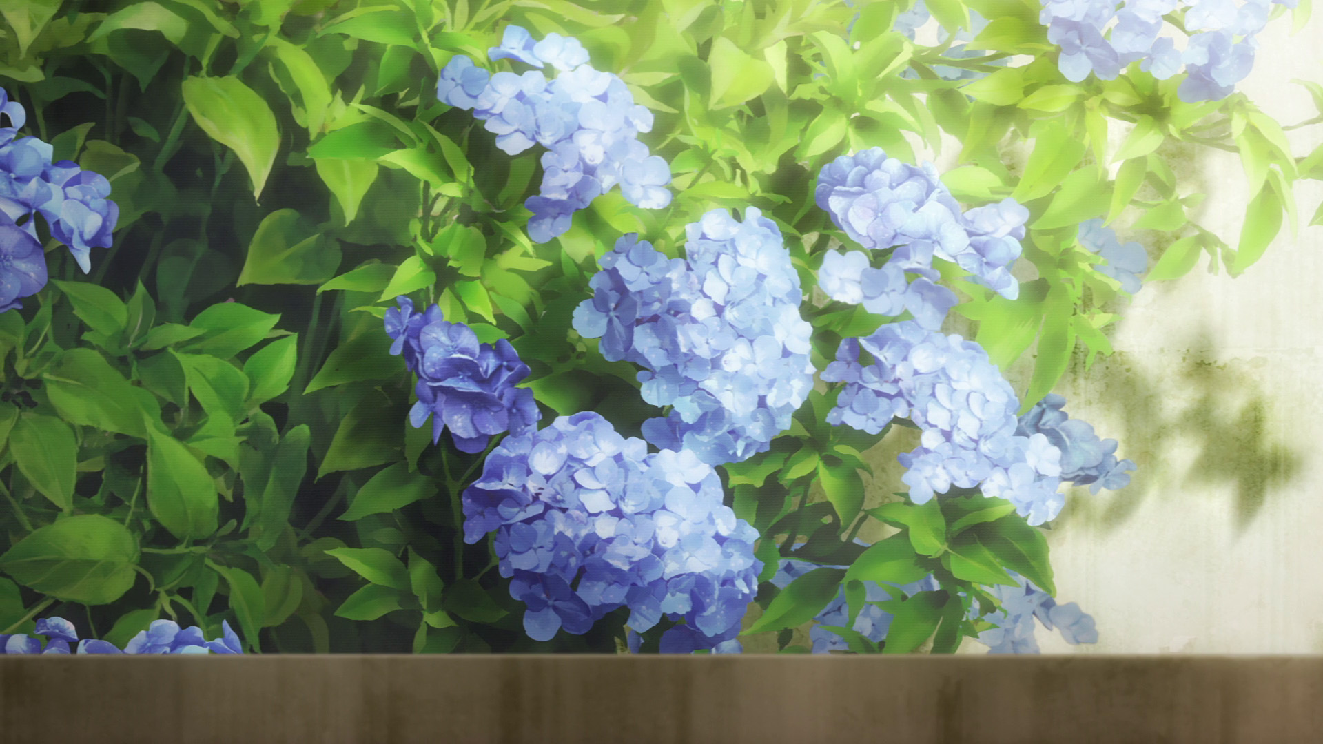 绣球,花簇,阳光