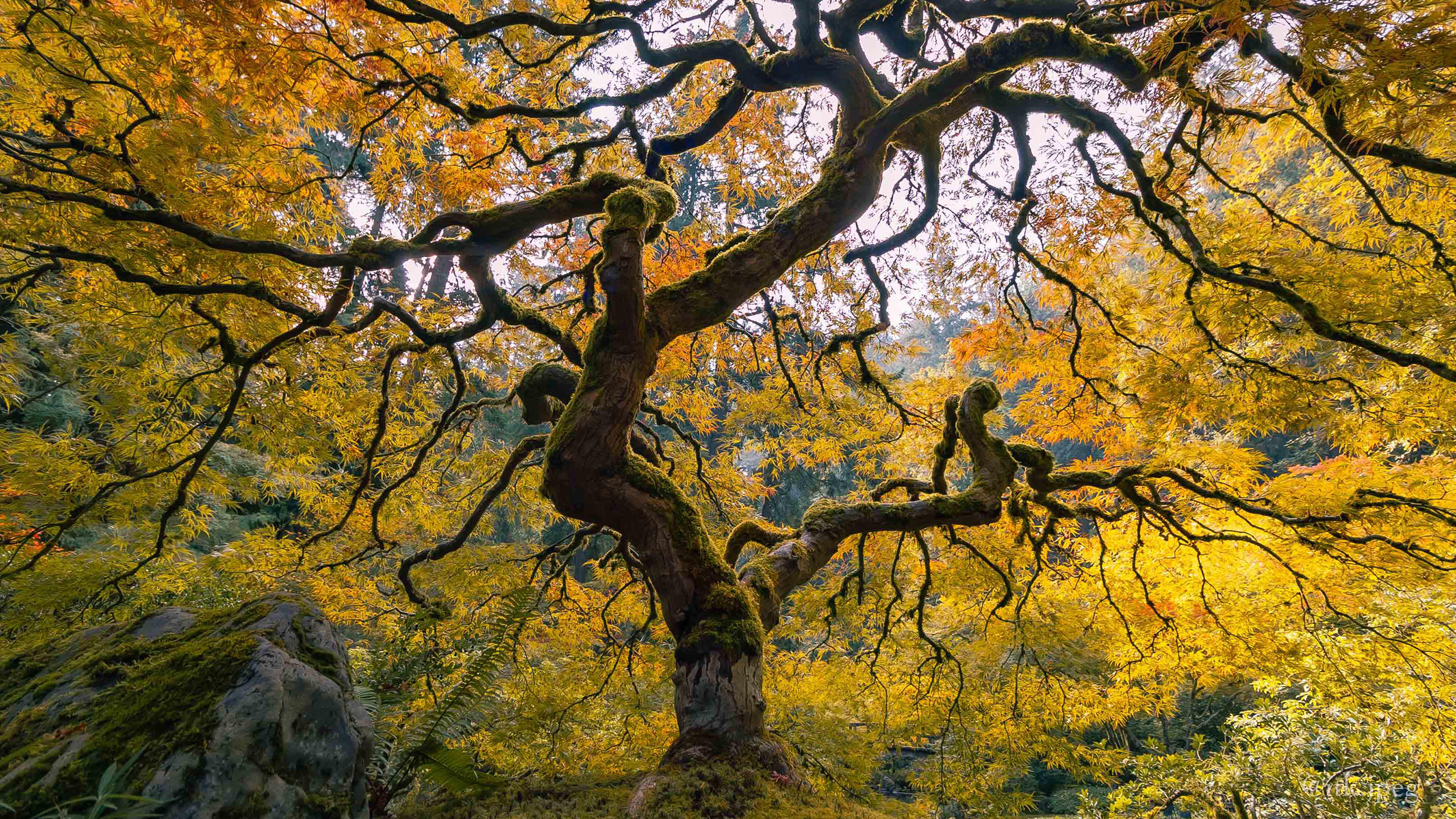 自然风光,古树,大树,森林