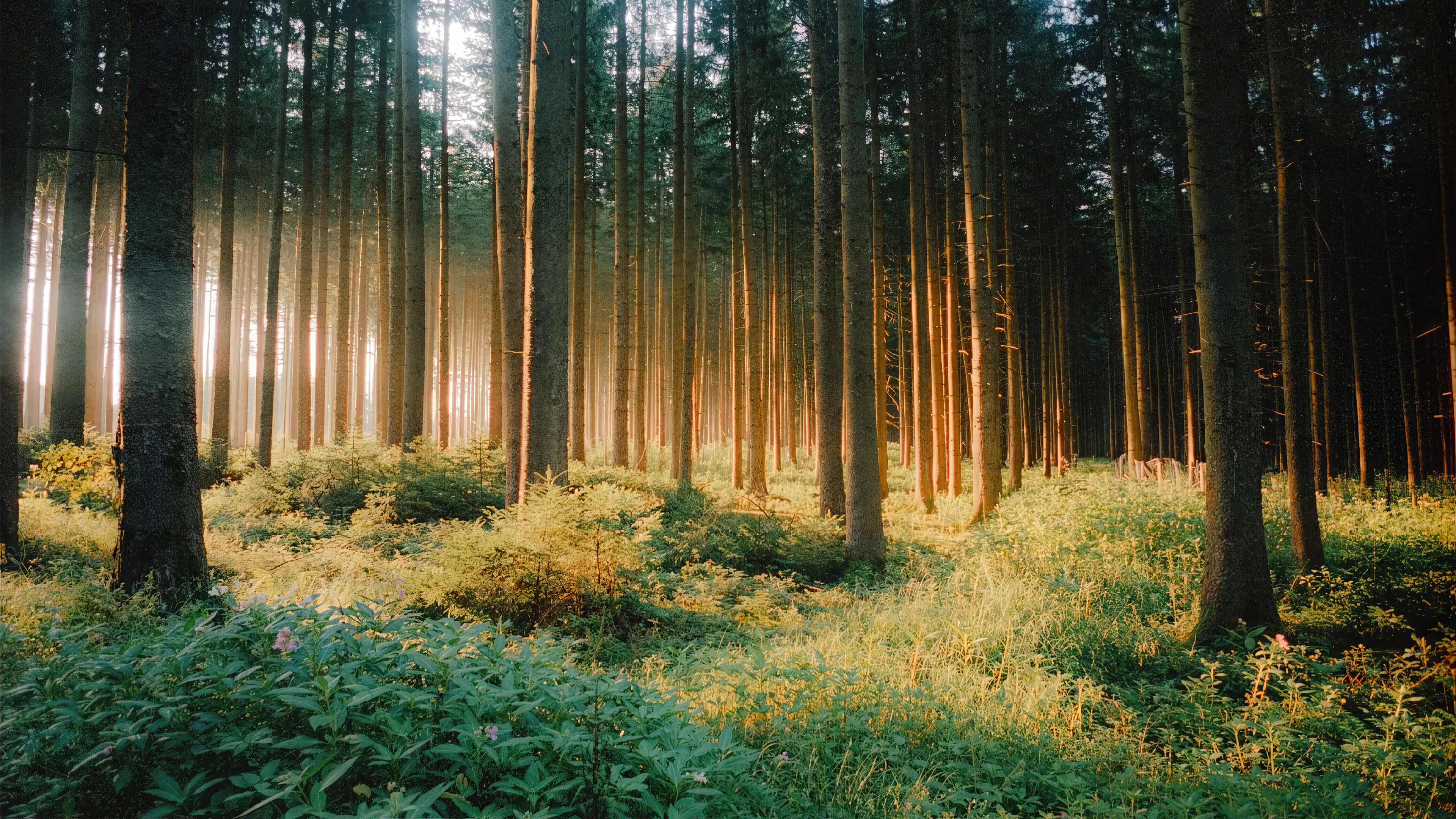 树林,晨光,草地,大树