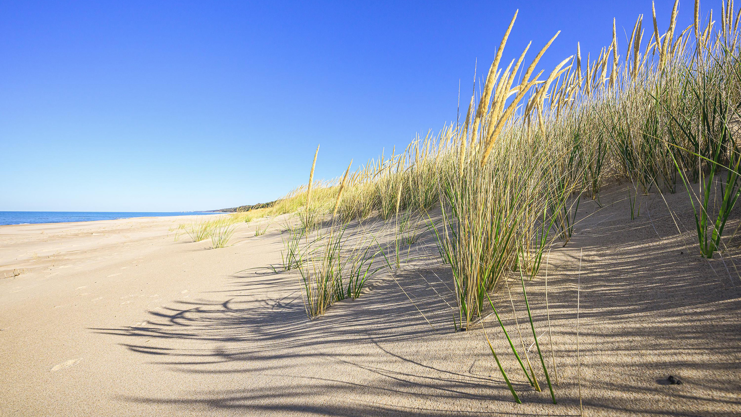 自然风光,小草,沙漠