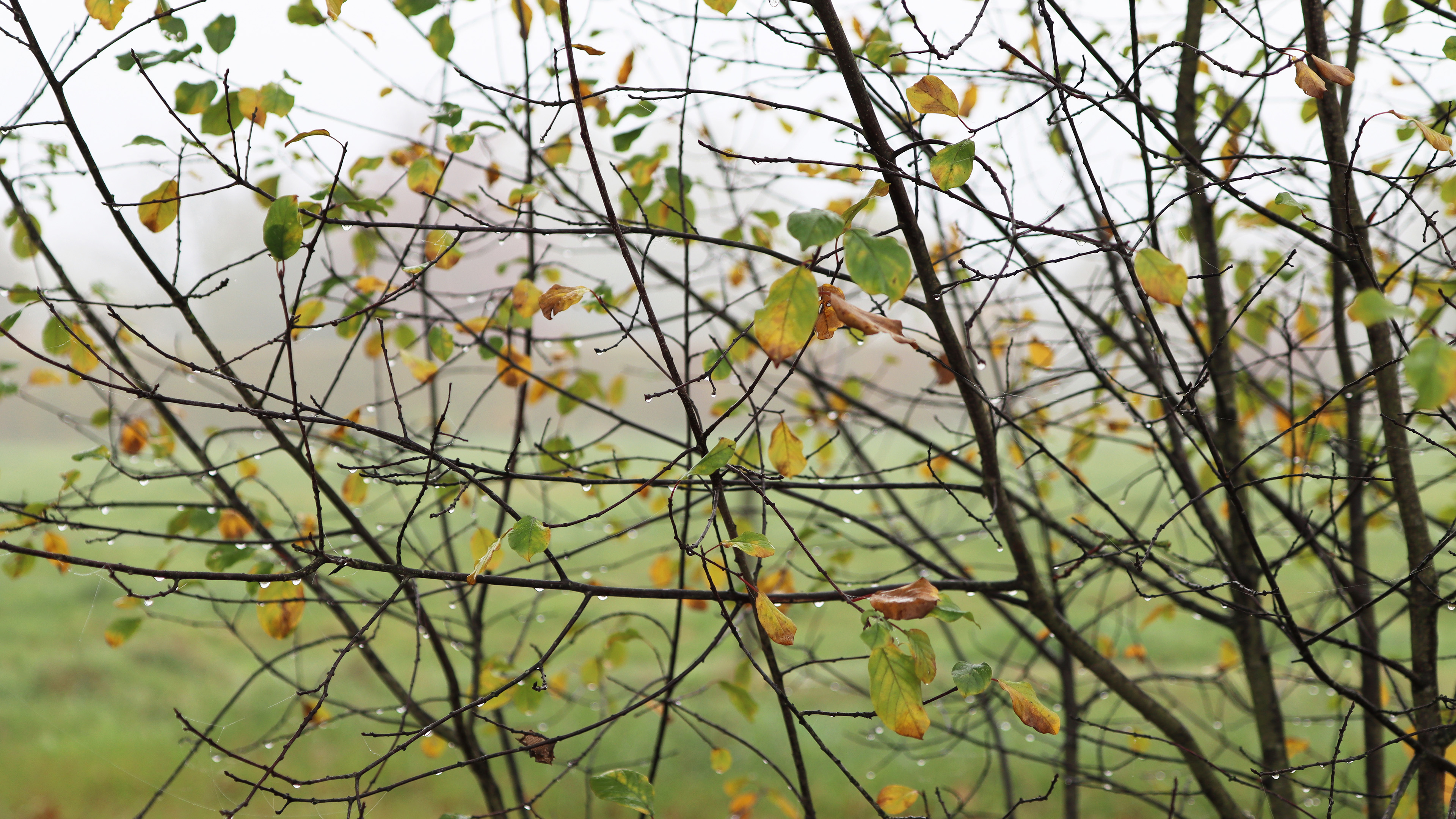 自然风光,树林,雨后