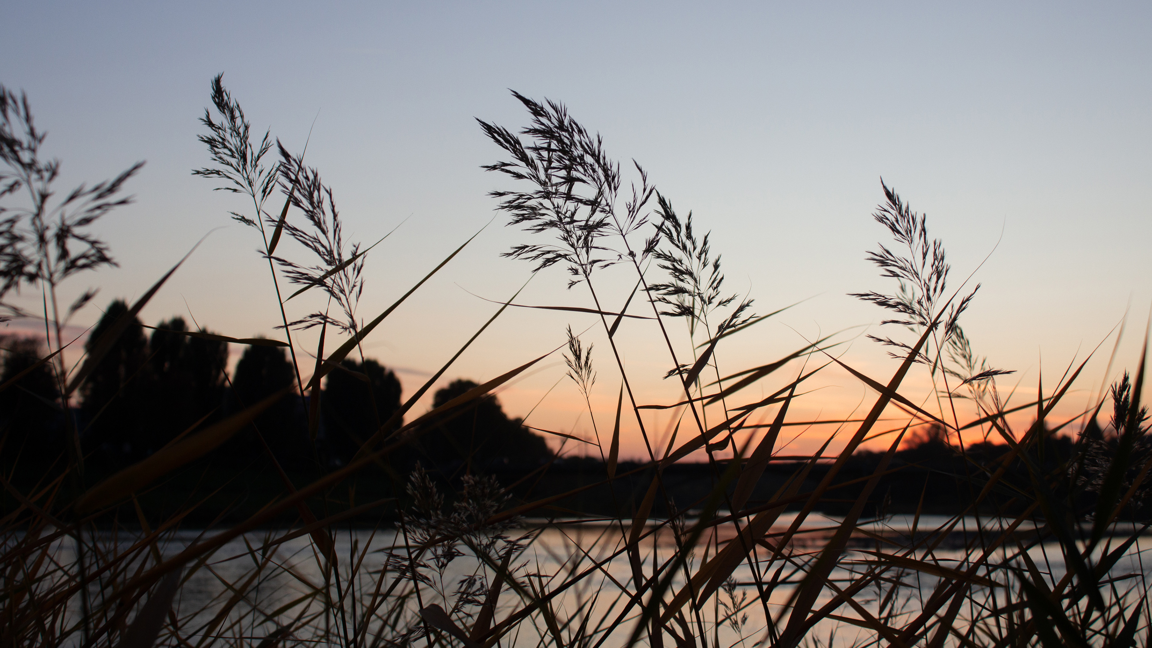 日出,芦苇,河畔